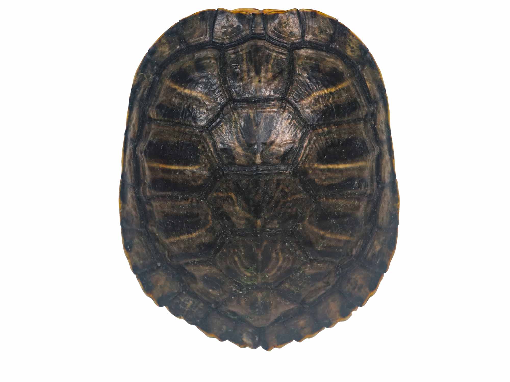 Red Ear Turtle Shell 4" to 5" 