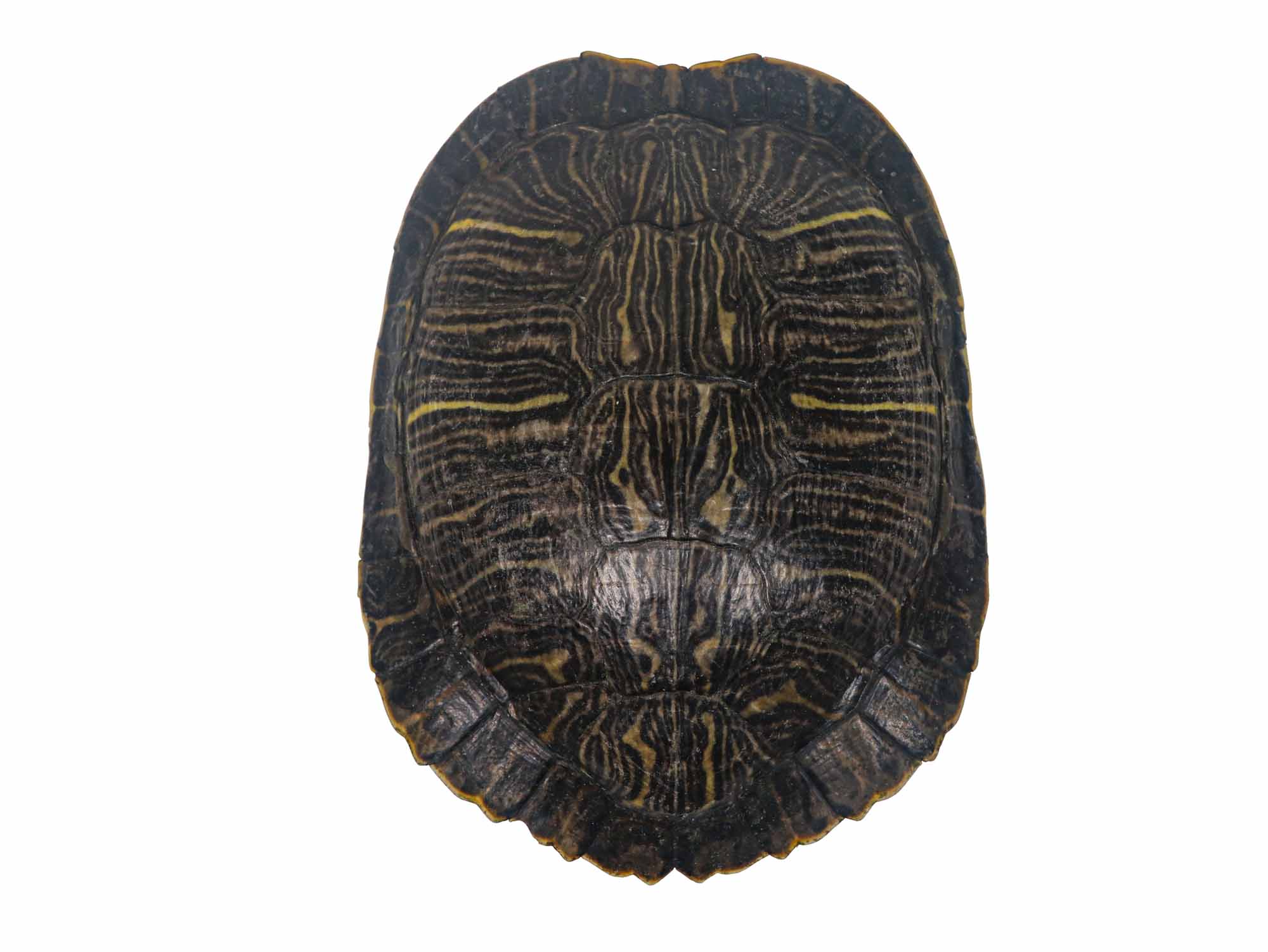 Red Ear Turtle Shell 5" to 6" 