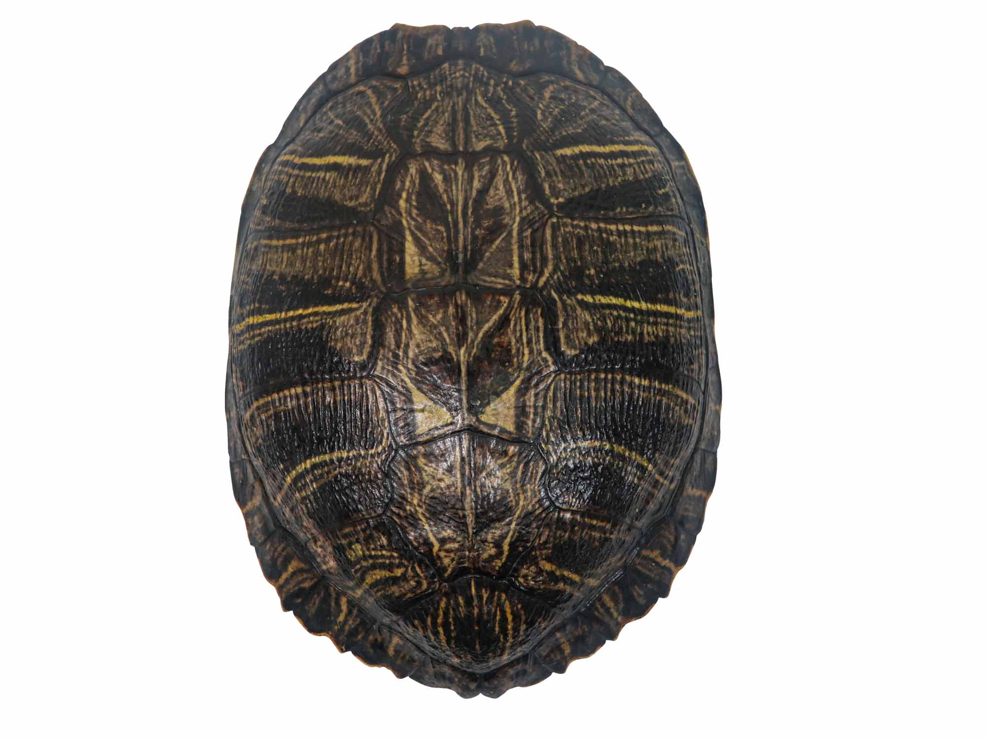 Red Ear Turtle Shell 8" to 9" 