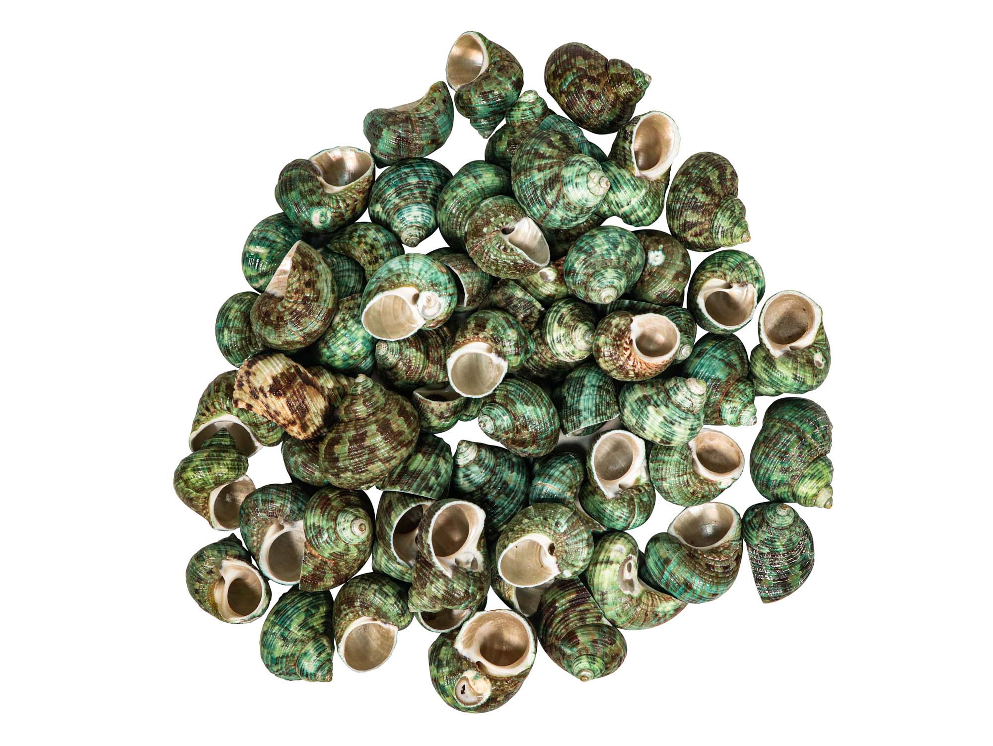 Turbo Bruneus Shells (1 kg or 2.2 lbs) 