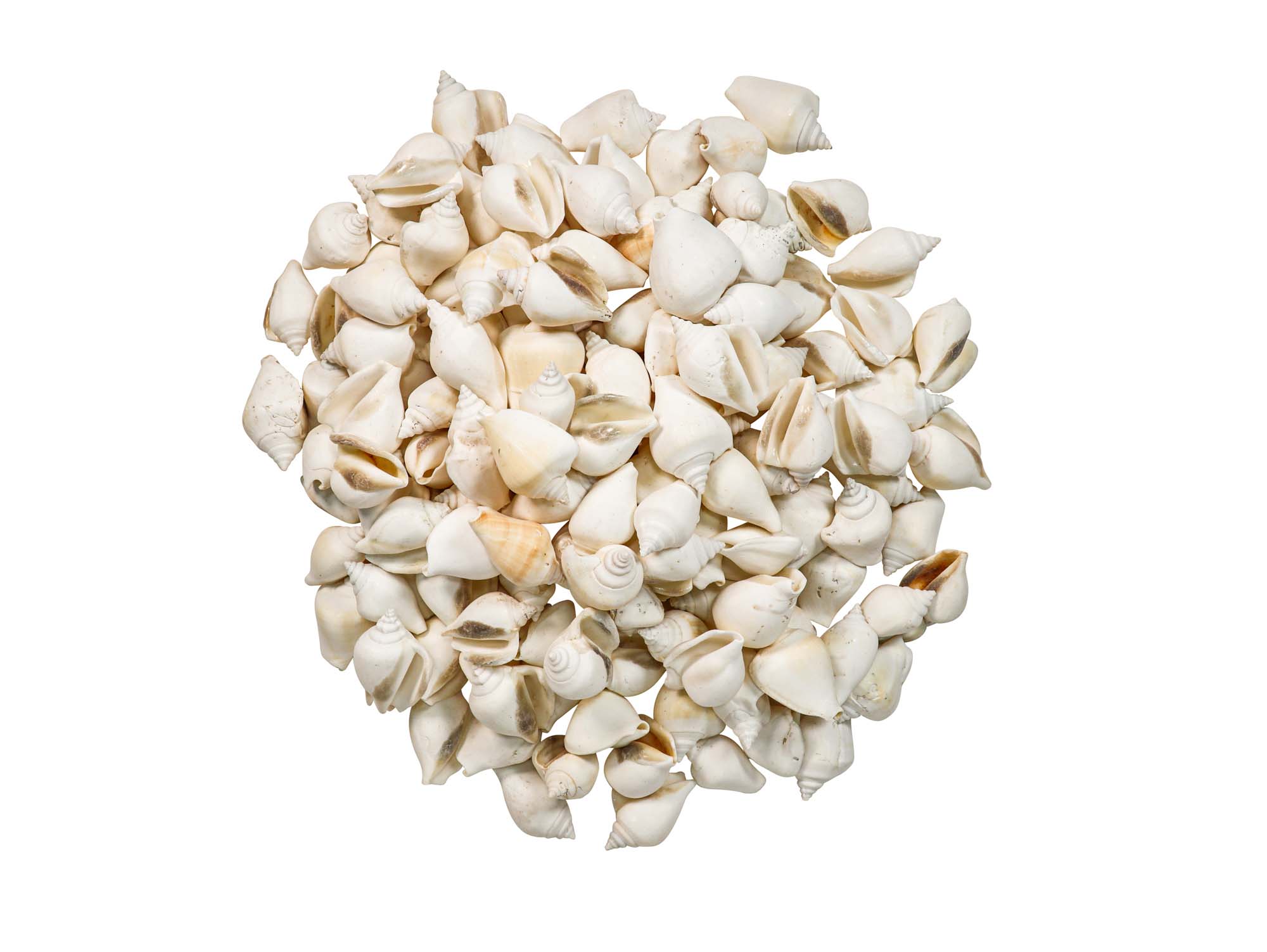 White Canarium Shells 2"-2.5" (gallon) 