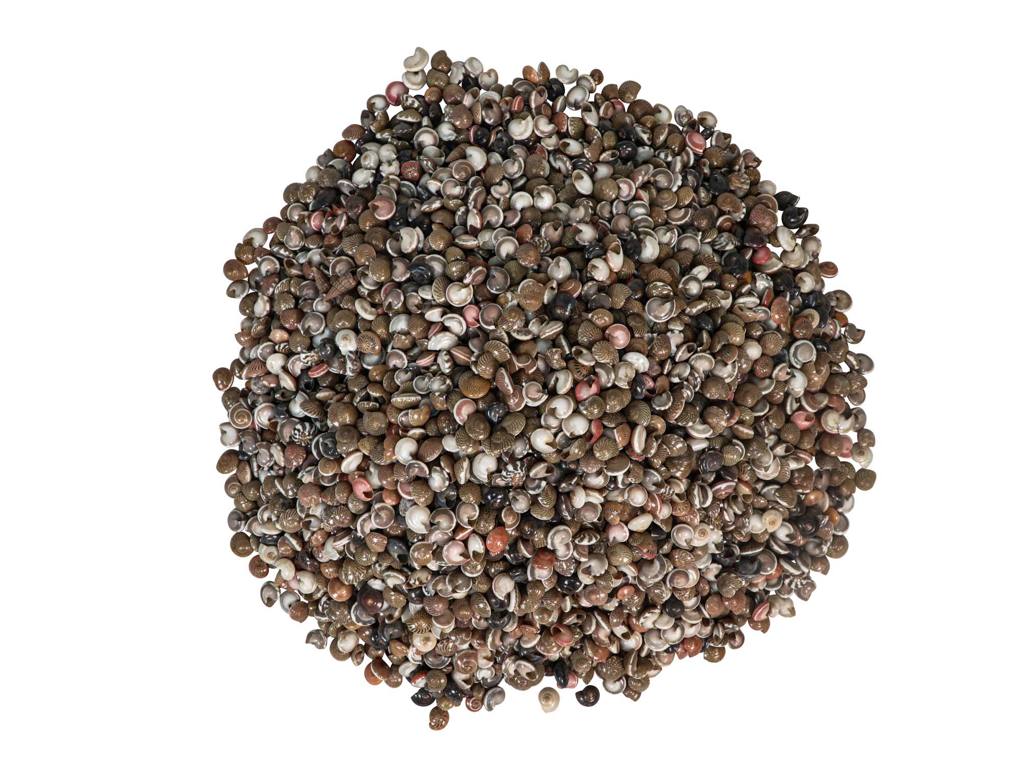 Umbonium Natural Shells 0.25"-0.50" (1 kg or 2.2 lbs) - 2HS-3242K-KG (9UL5)