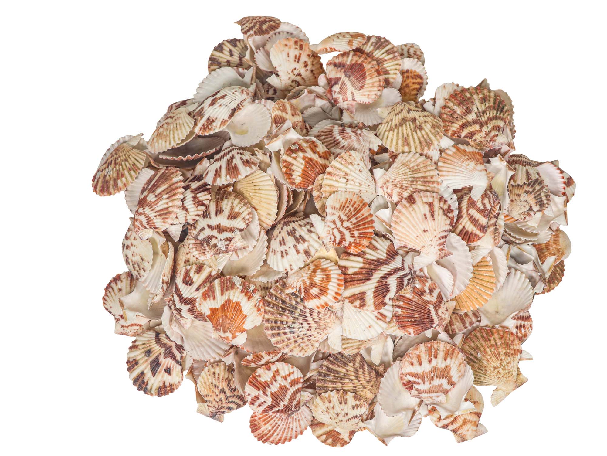 Pecten Tranquebaricus Shells 1"-1.75" (1 kg or 2.2 lbs)  