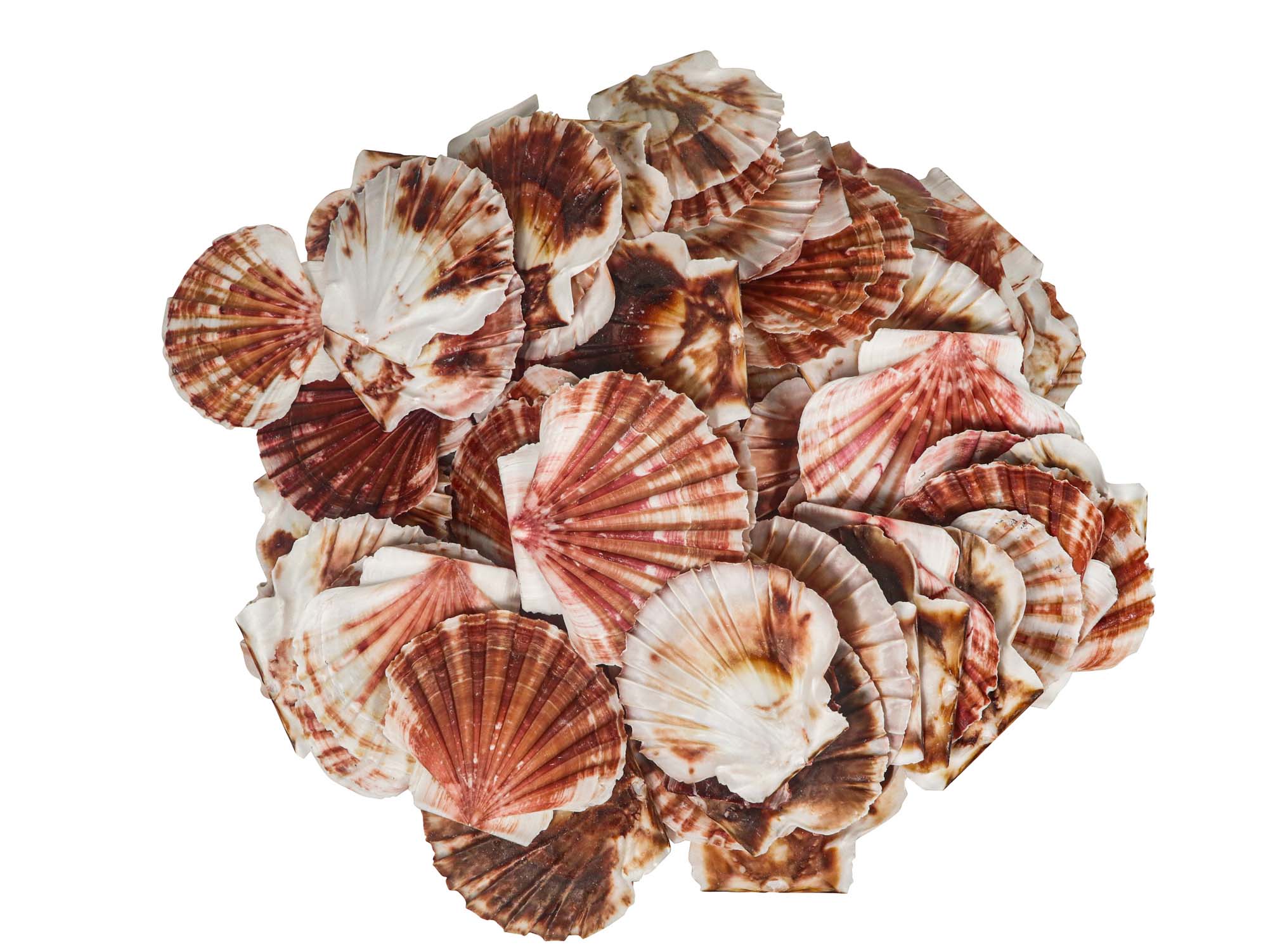 Pecten Albican Flat Shells 2.50"-3" (gallon)     