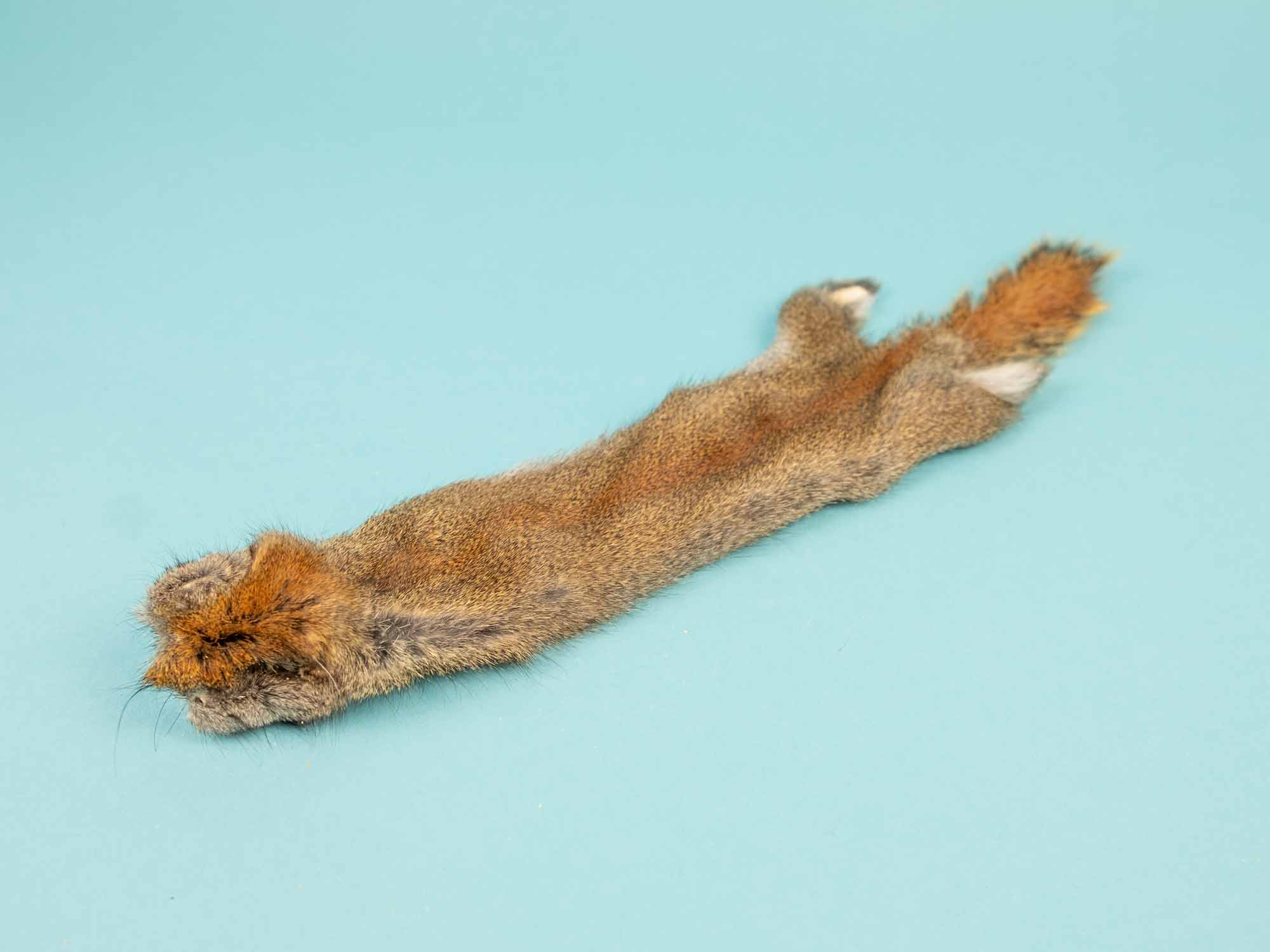 Canadian Red Pine Squirrel Skin: #1 with Short Tail 