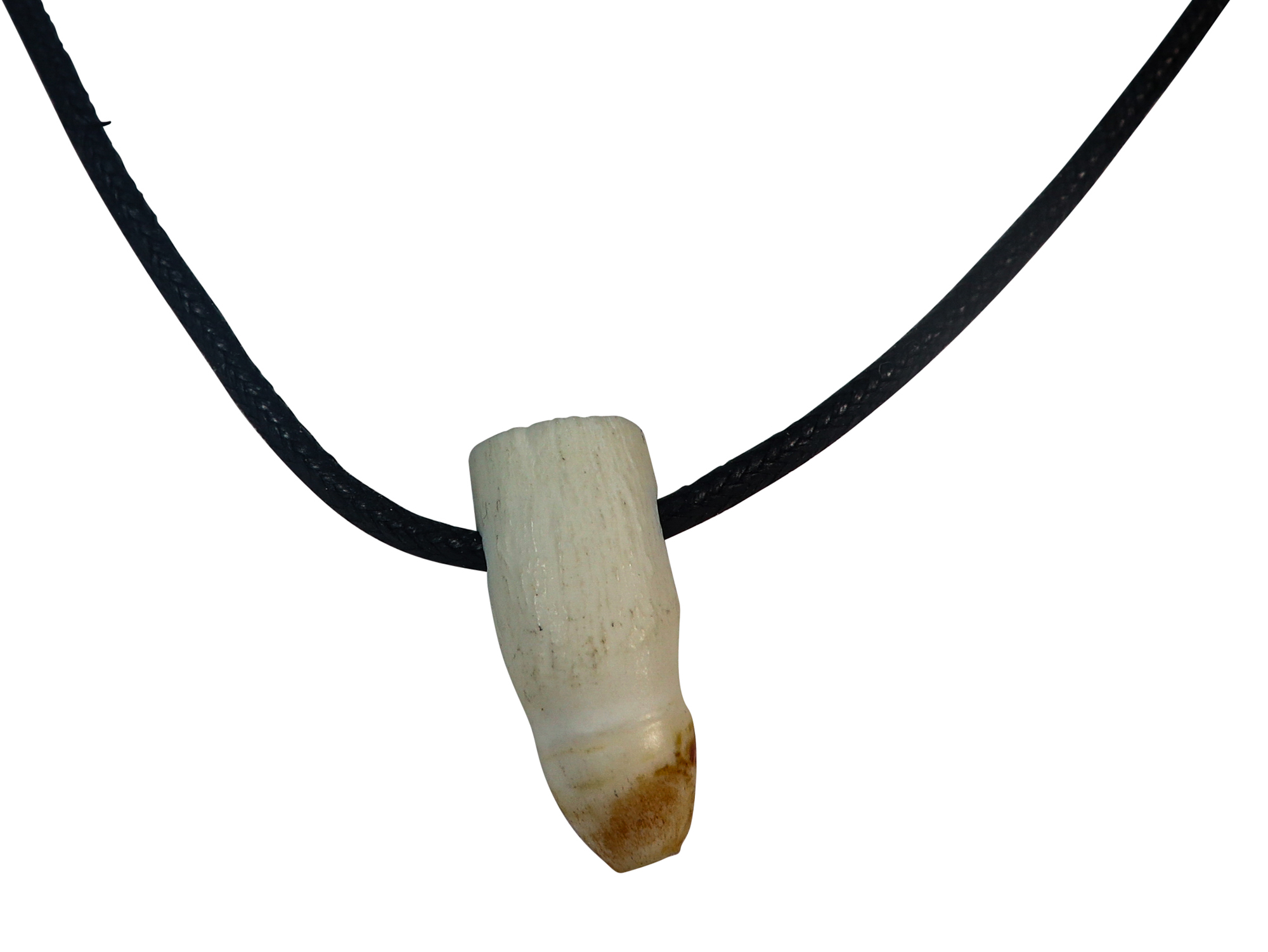 Alligator Tooth Necklace: No Beads 