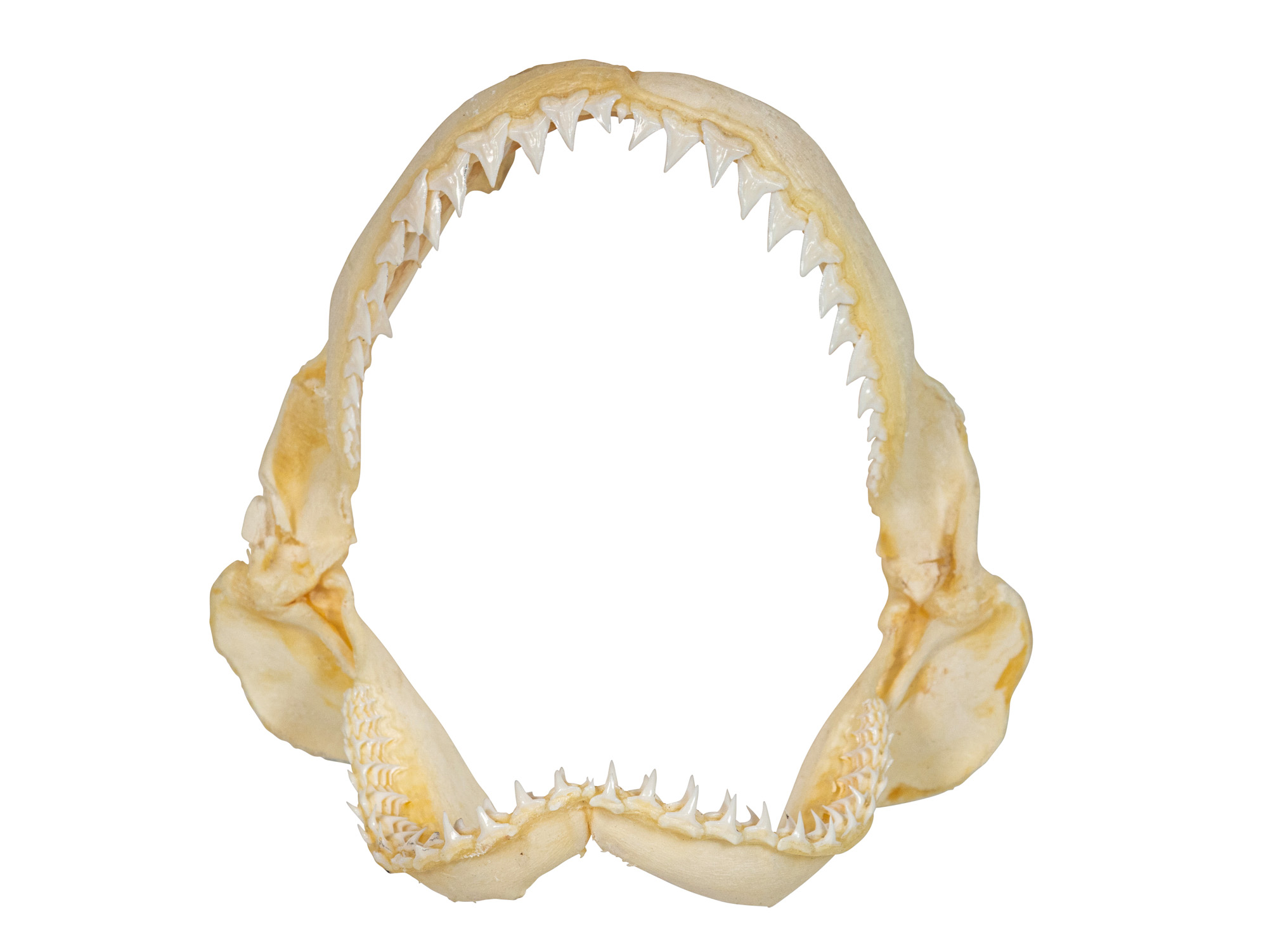 Bull Shark Jaw 7" to 8": Assorted 