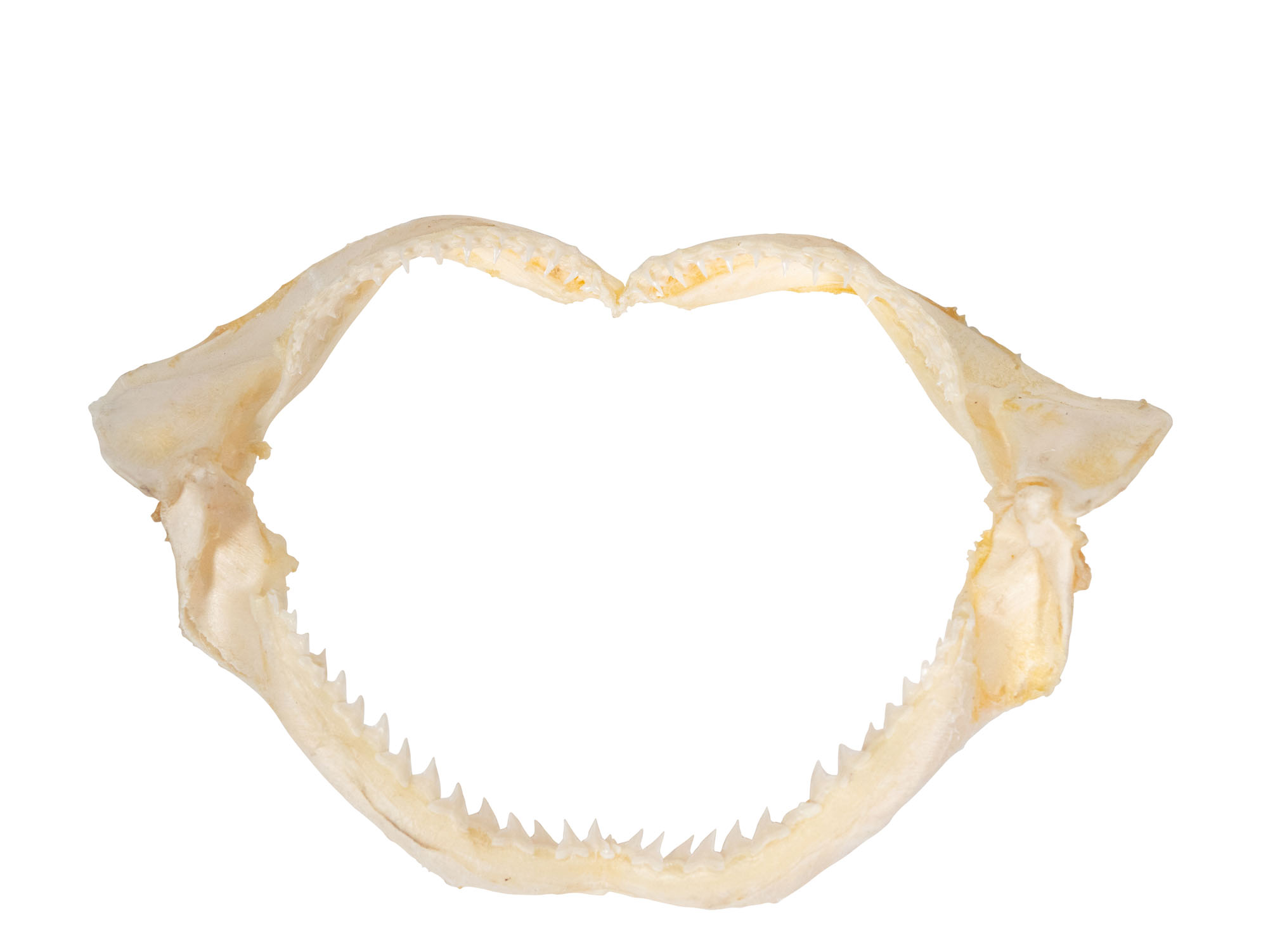 Bull Shark Jaw 8" to 9": Assorted 