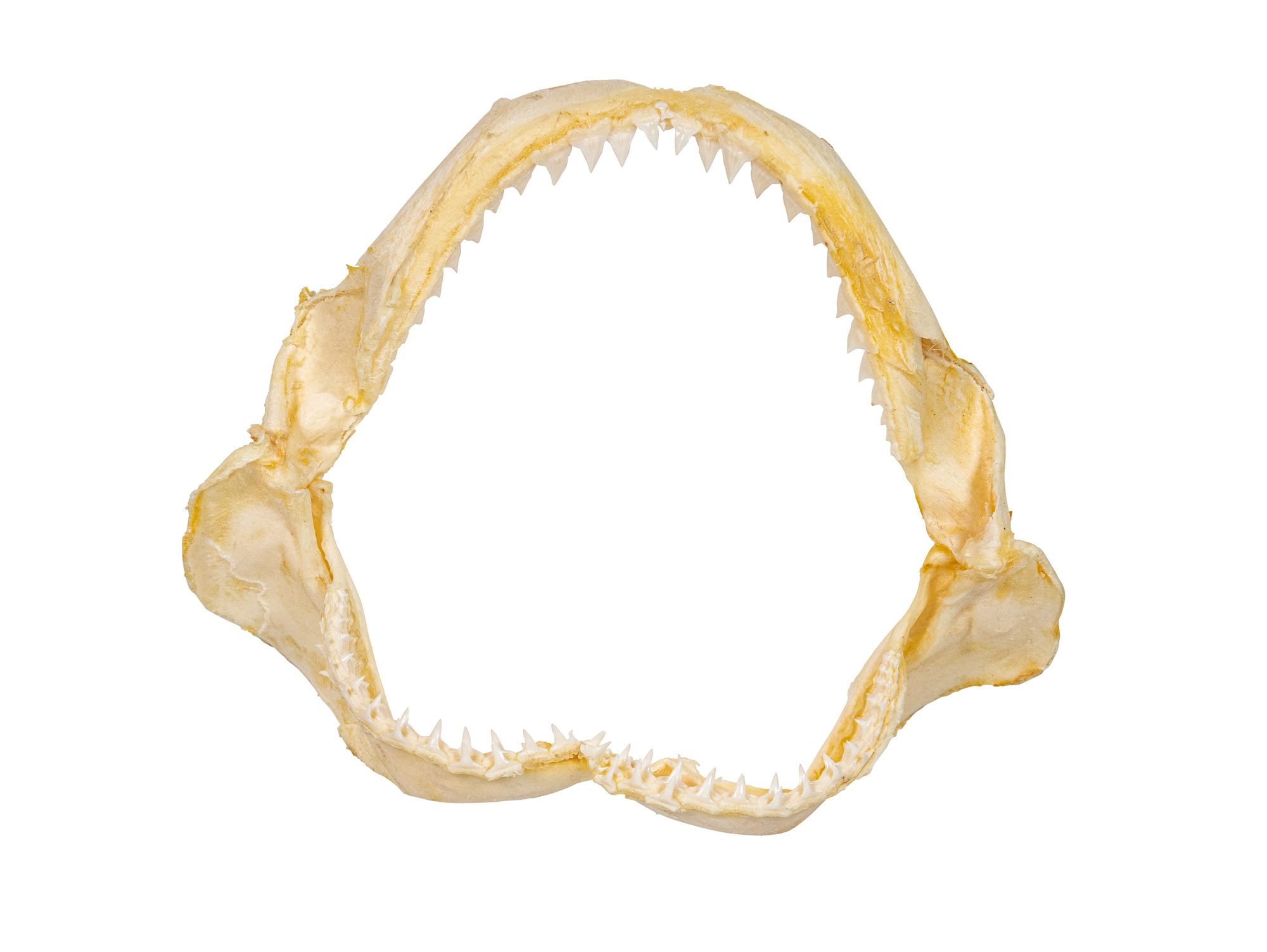 Bull Shark Jaw 10" to 11": Assorted 