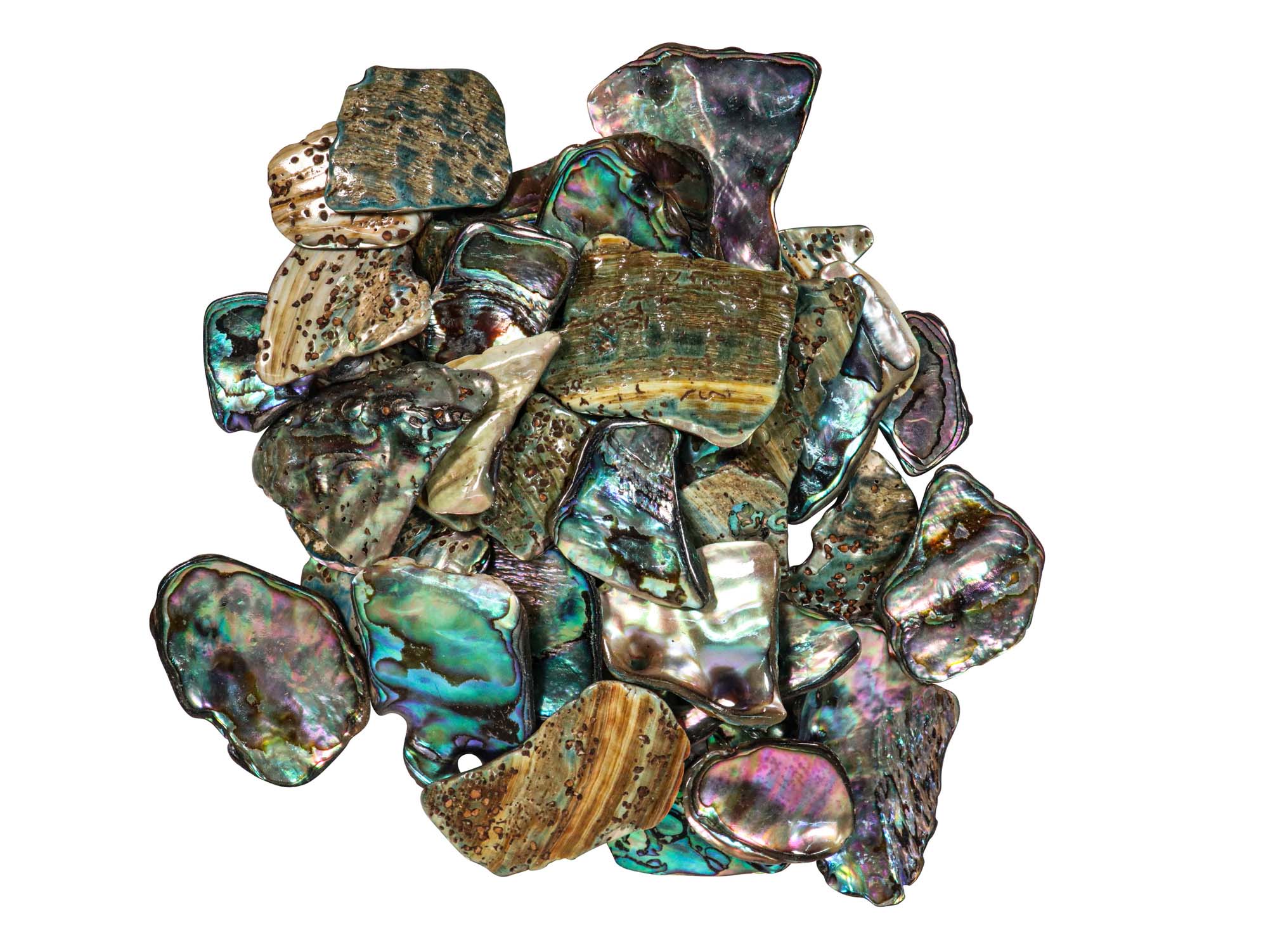 Highly Polished Paua Shell Pieces: Medium 25-45mm (1/4 lb) 