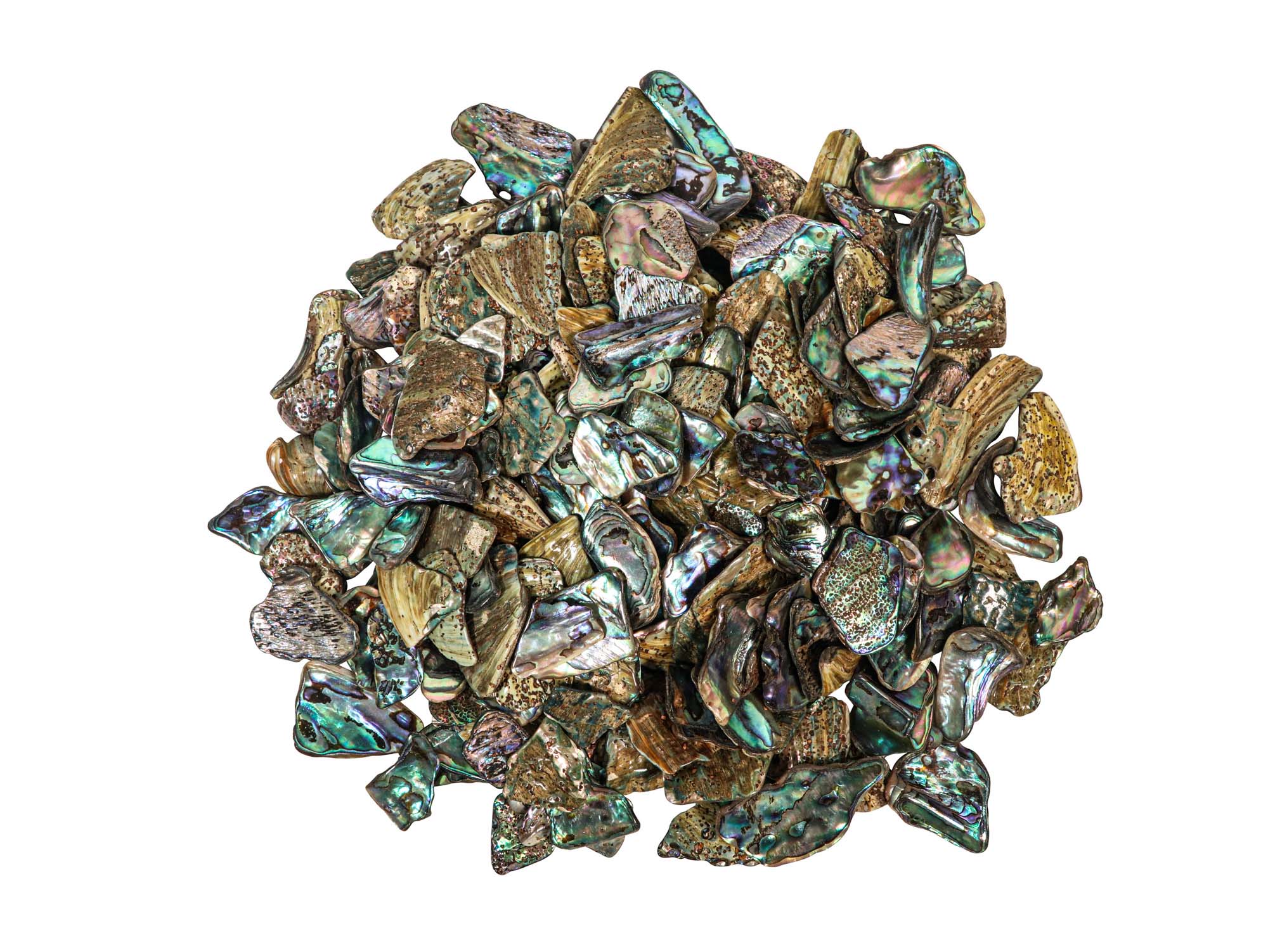 Highly Polished Paua Shell Pieces: Medium 25-45mm (1 kg or 2.2 lbs) 