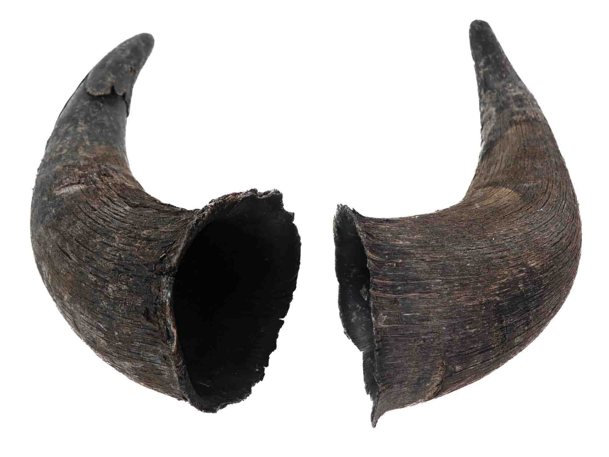 North American Buffalo Horn Caps 
