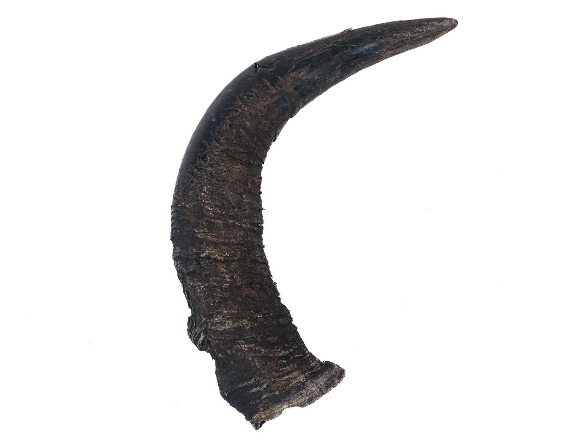Large Female North American Buffalo Horn Cap: #2 Grade 