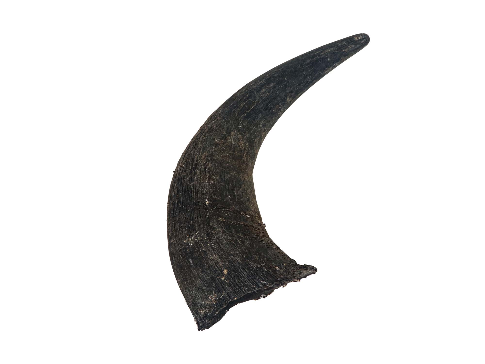 Large North American Buffalo Horn Cap: #1 Grade 