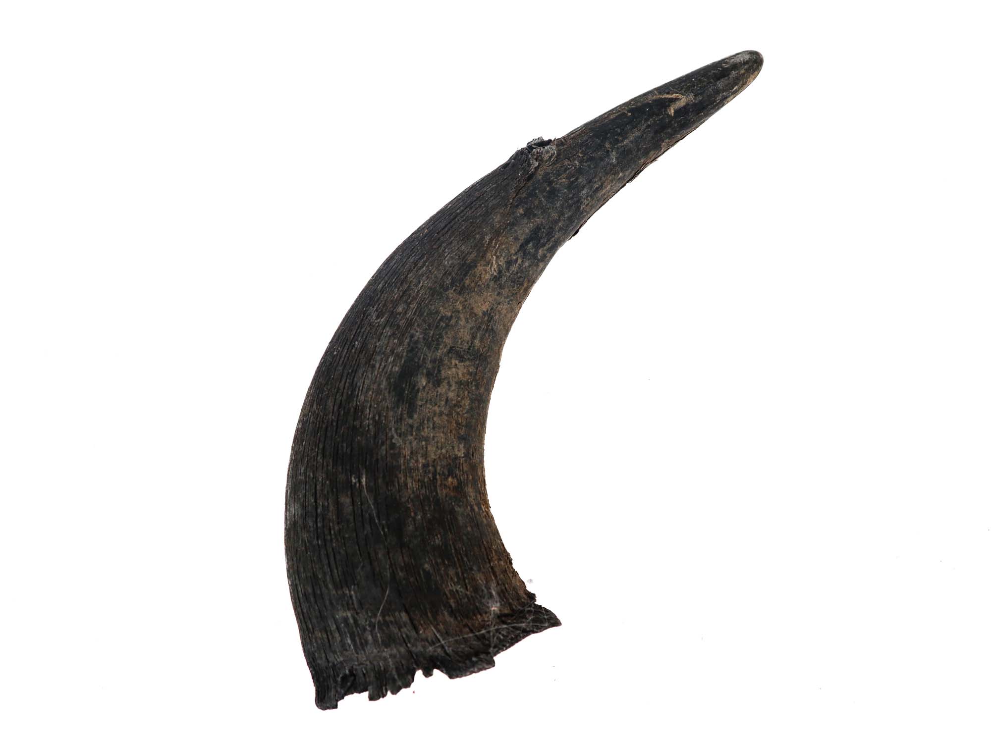 North American Buffalo Horn Cap: #2 Grade 