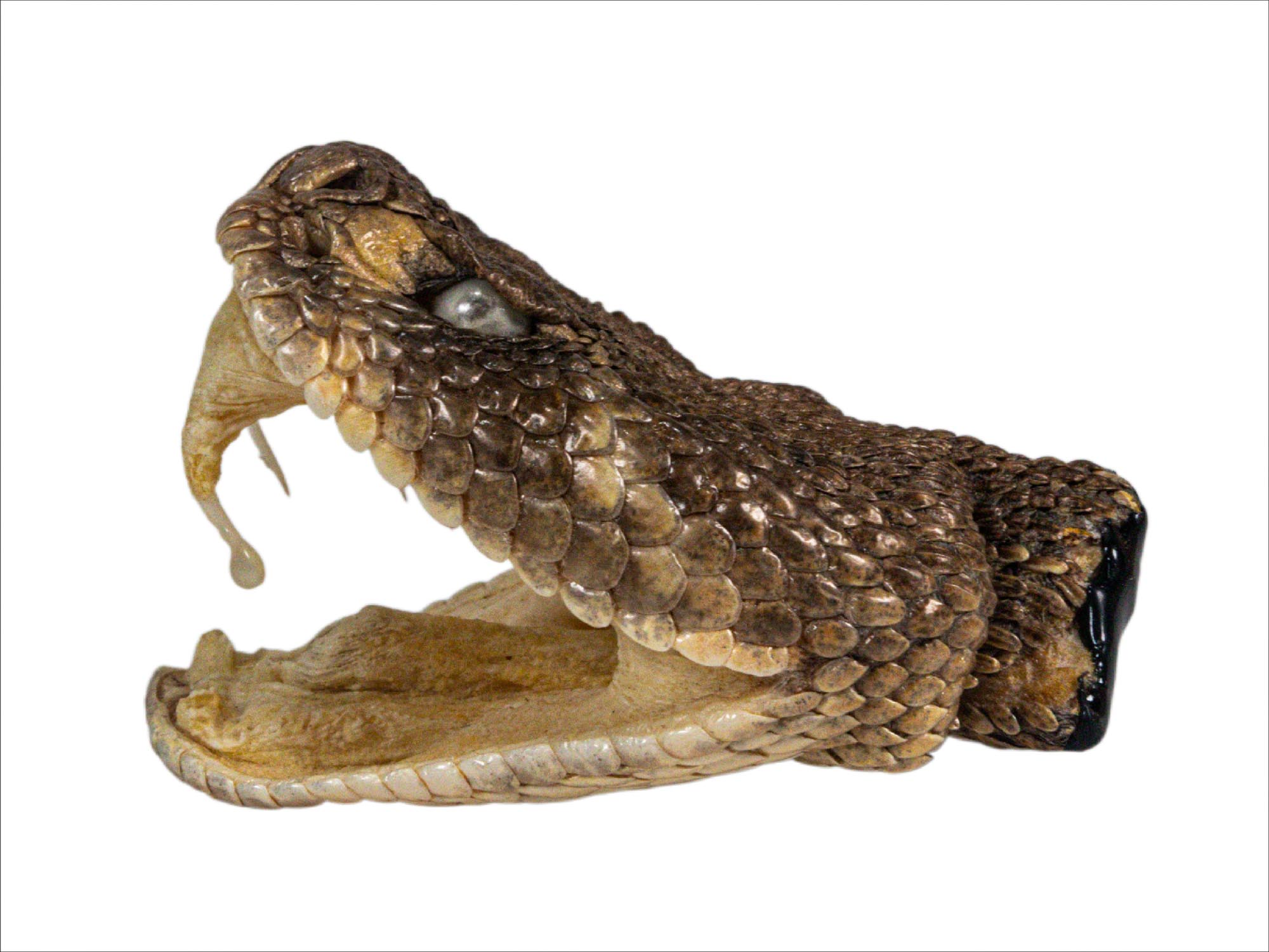 Real Rattlesnake Head: Open Mouth: Extra Large - 598-P517C (9UC17)