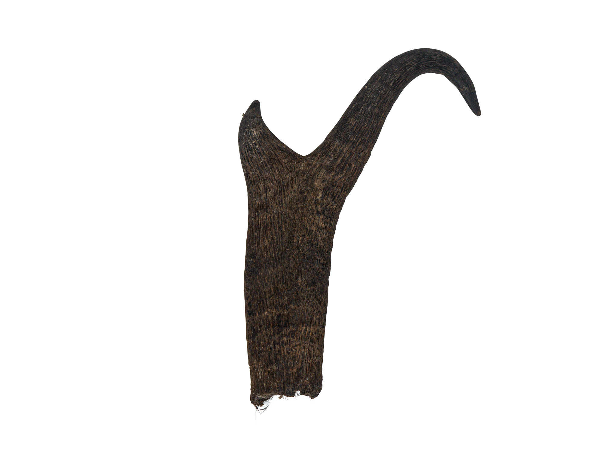 Pronghorn Horn: Extra Large - 192-XL (R6)