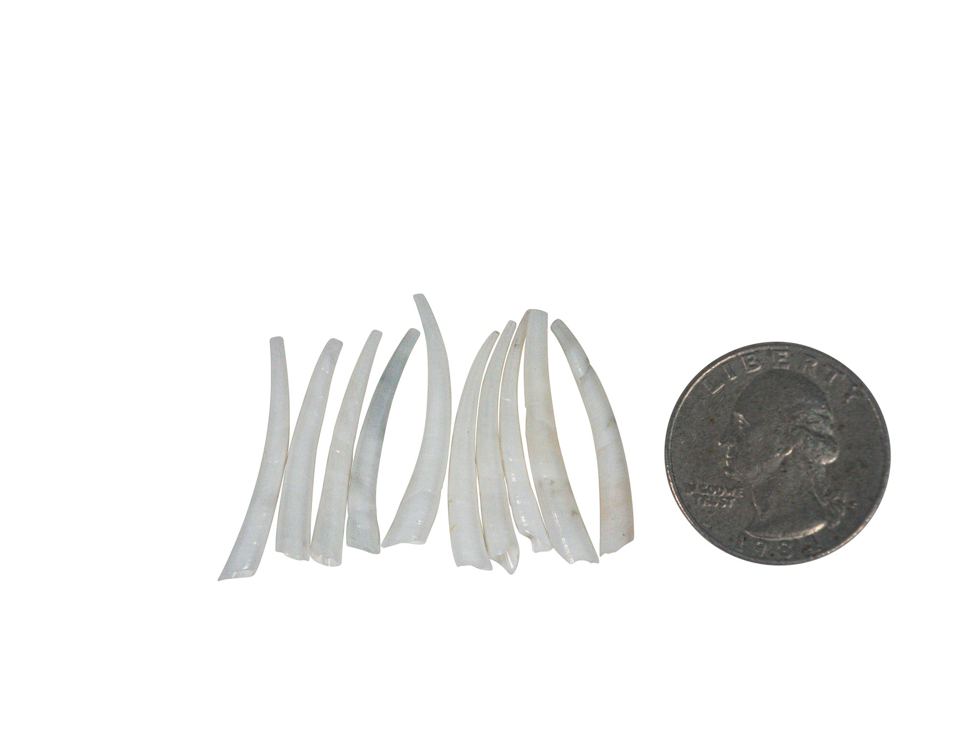 Dentalium vernedei: Medium: 0.75" to 1.25" (90 pieces) - 208-C-M (8UN15)