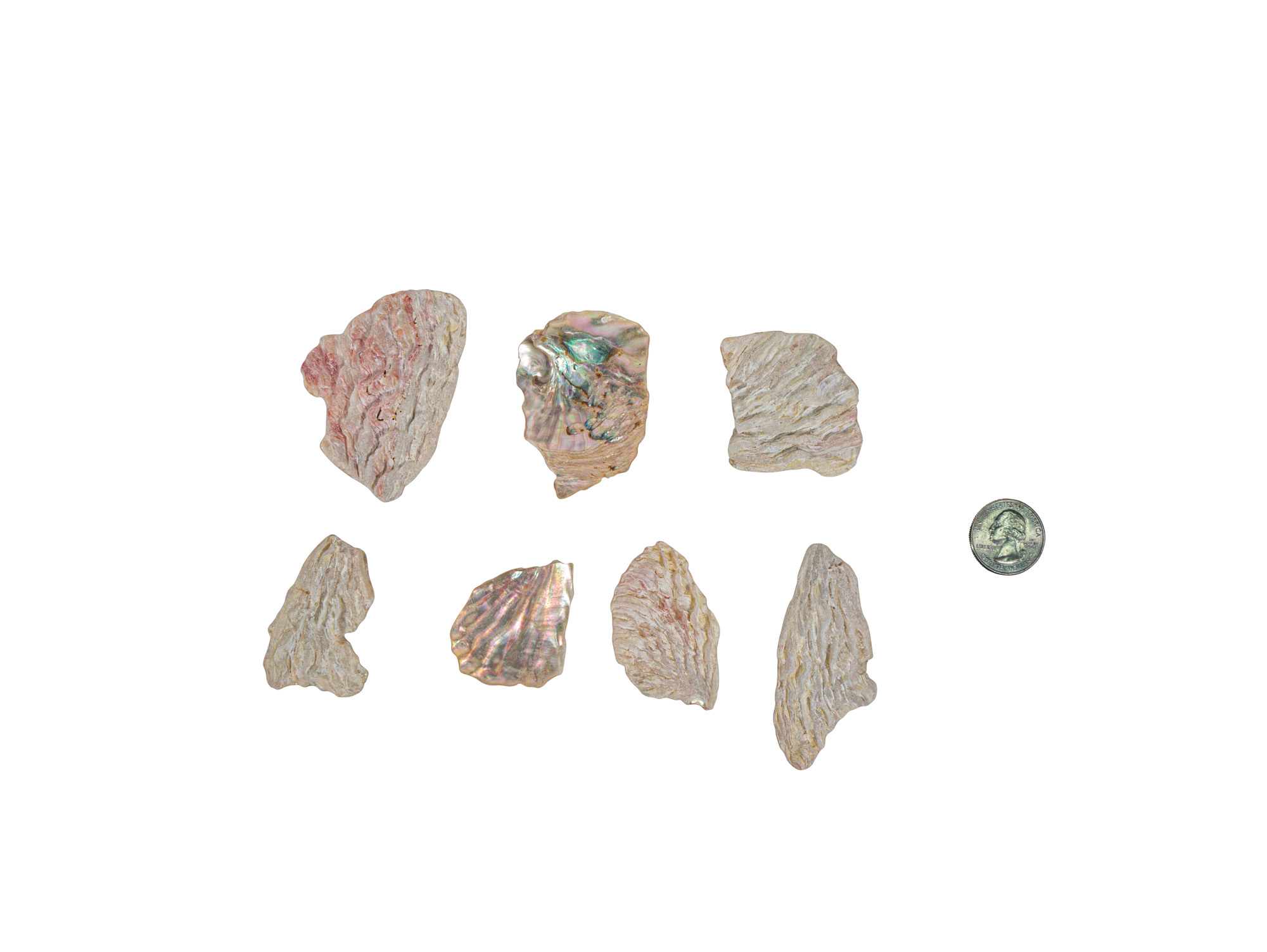 African Abalone Pieces: 50mm: Light Creamy (kg) - 220-TP-50-LC (10UW2A)