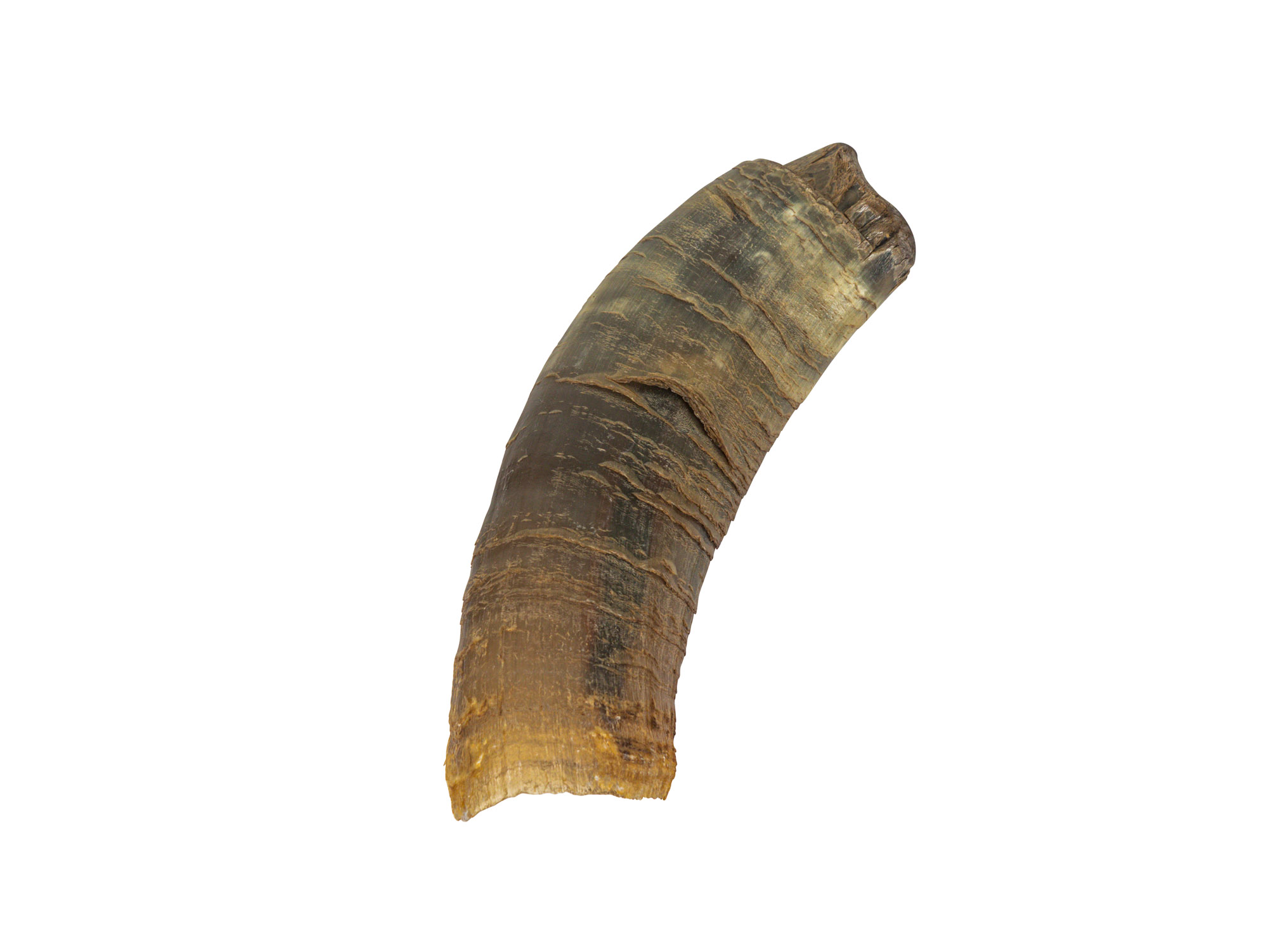 Weathered Steer Horn: #3 - 306-W-3 (K12)