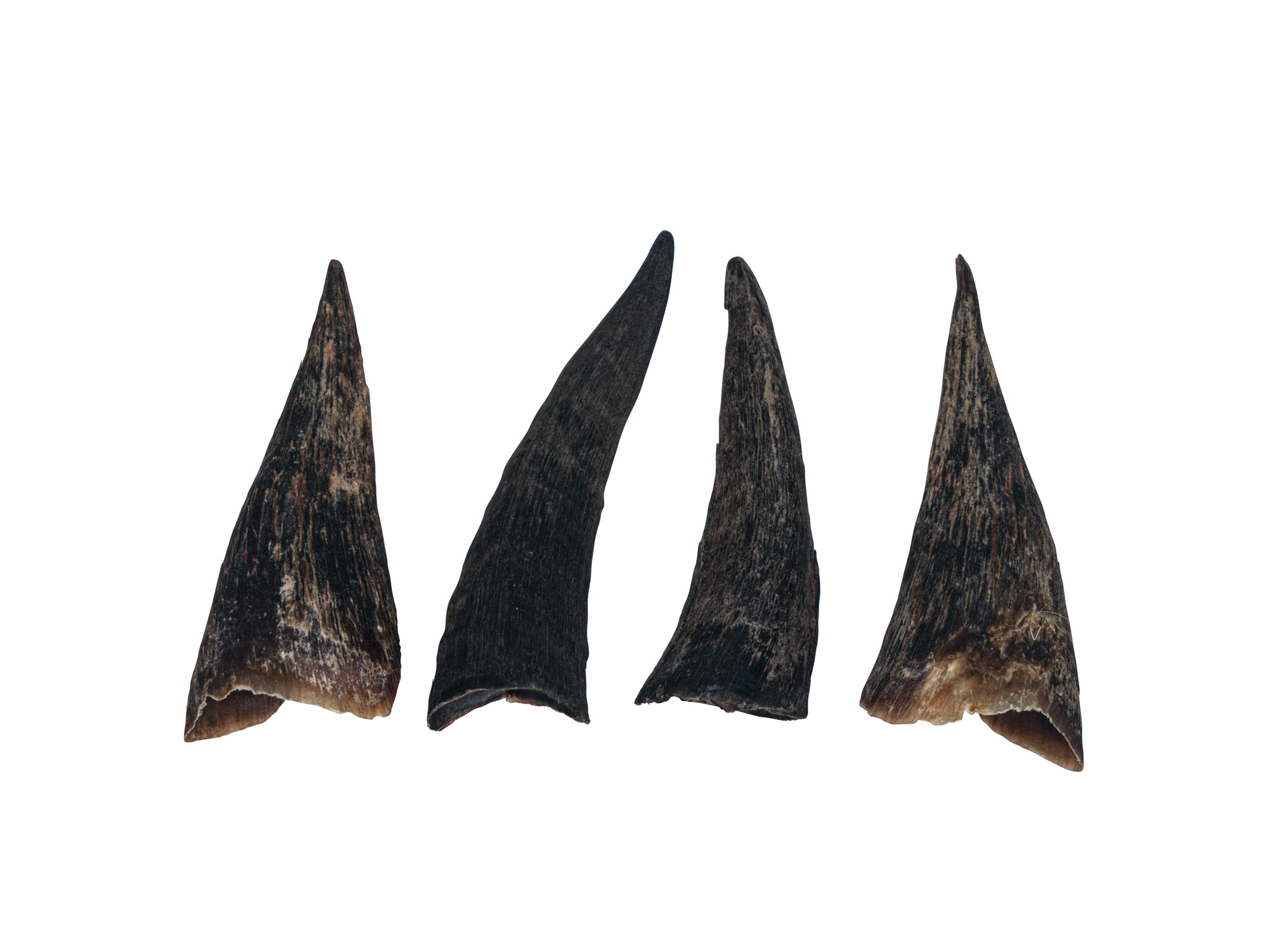 Black Goat Horns: <4" - 318-1BKXS-AS (8UL28)