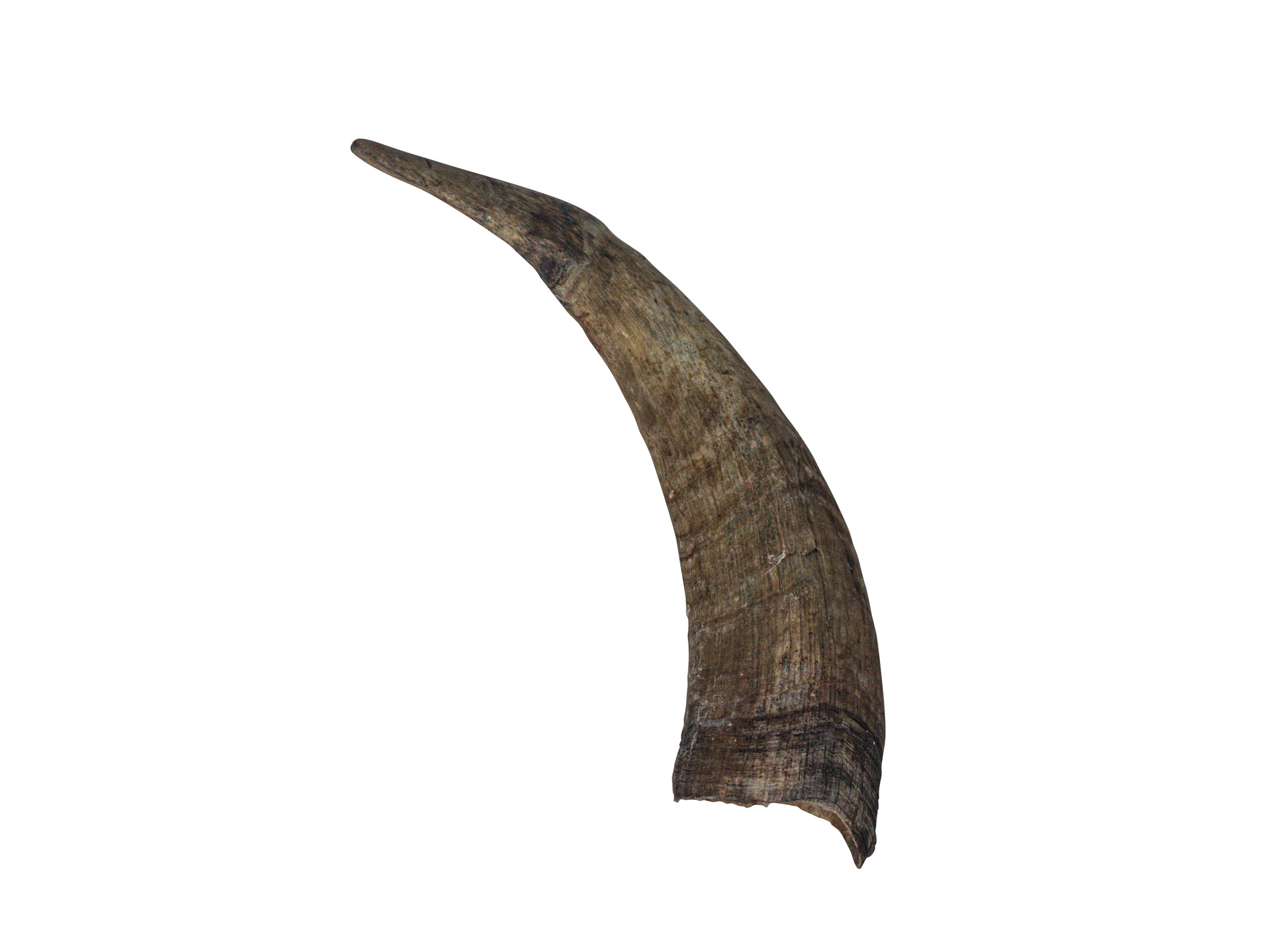 Brown Goat Horns: 6" to 8" - 318-1BRM-AS (K24)