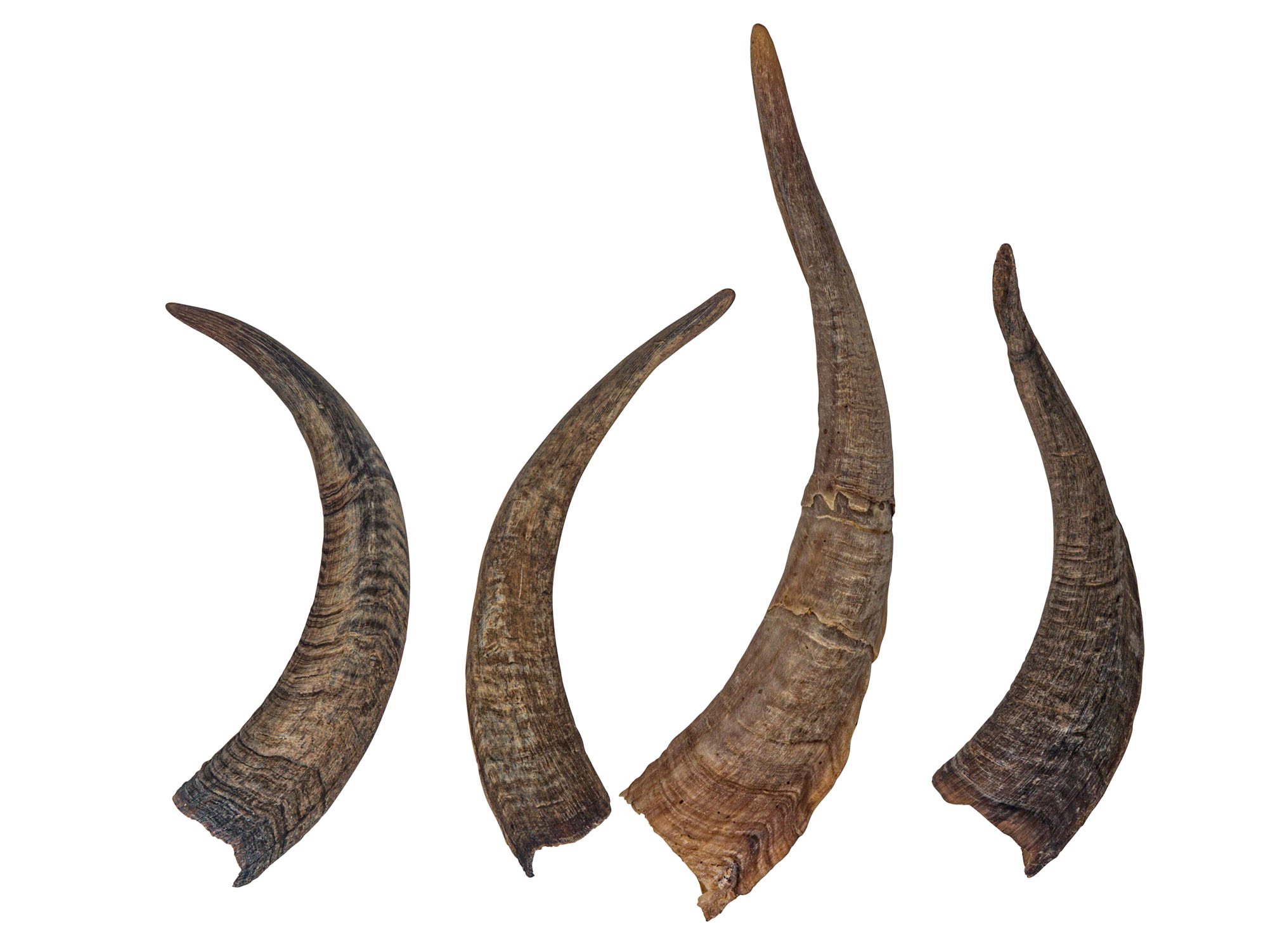 Brown Goat Horns: 12"+ - 318-1BRXXL-AS (L27)