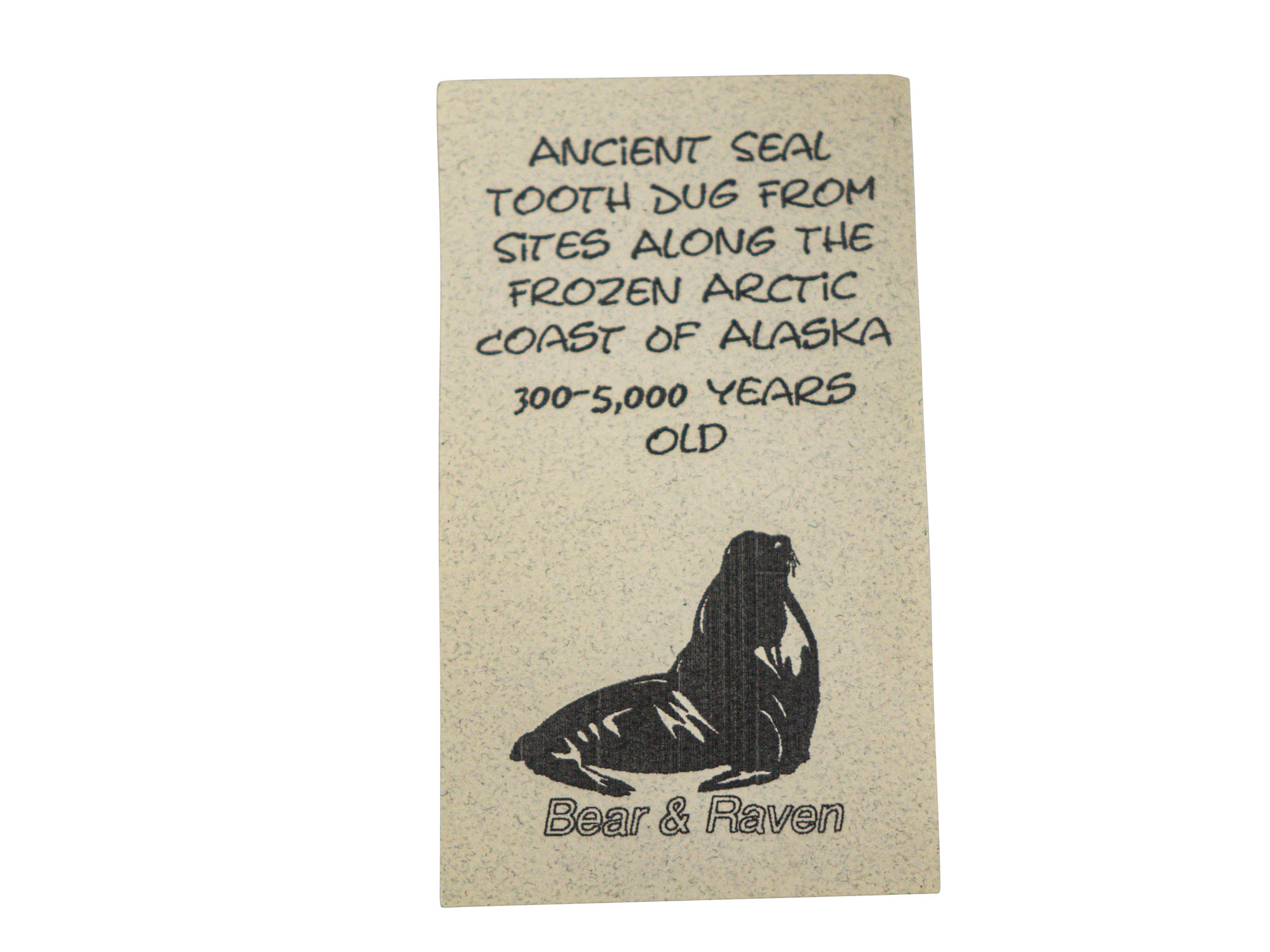 Fossil Seal Tooth Necklace - 373 (N8)