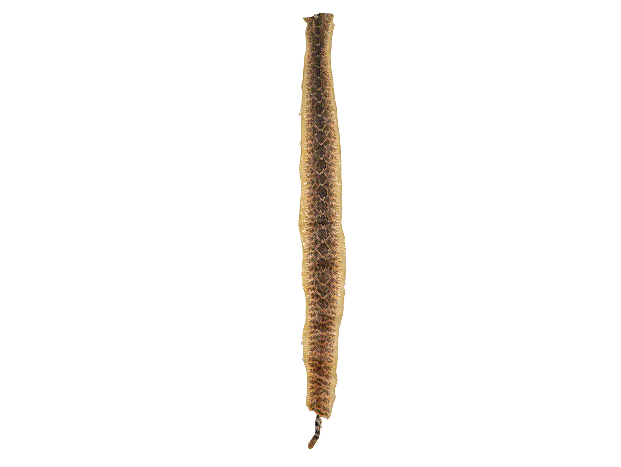Rattlesnake Skin with Rattle: 38" to 43" including rattle 