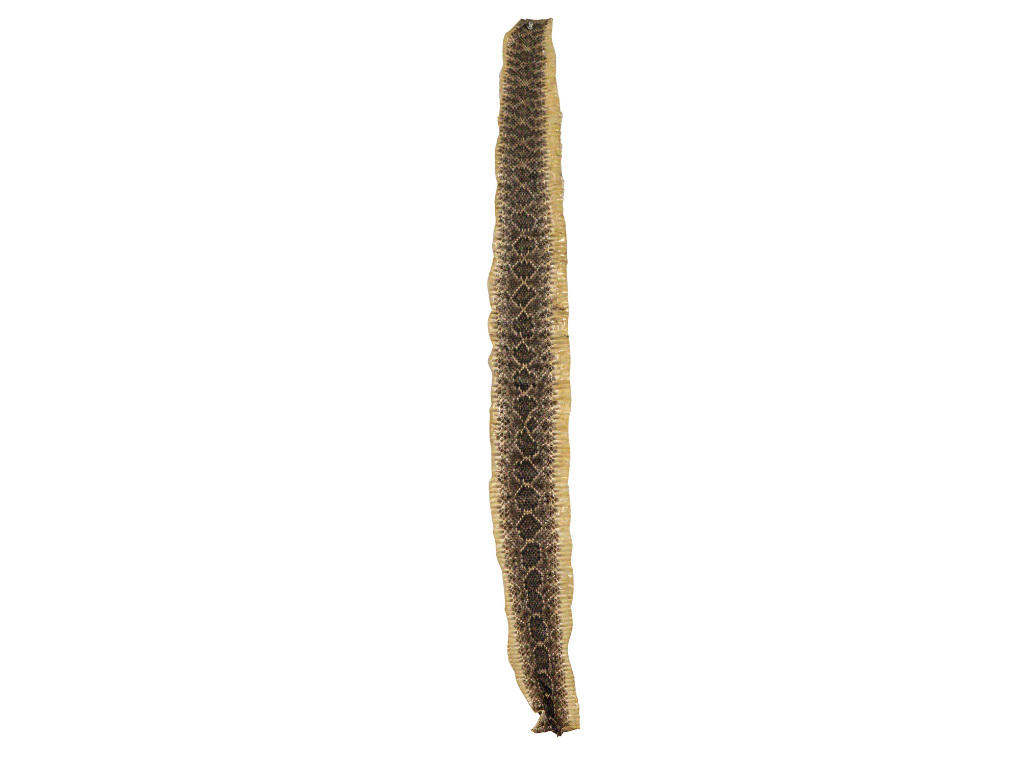 Rattlesnake Skin with No Rattle: 38" to 43" 