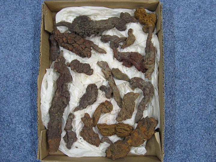 Fossil Turtle Coprolite (box): Gallery Item 