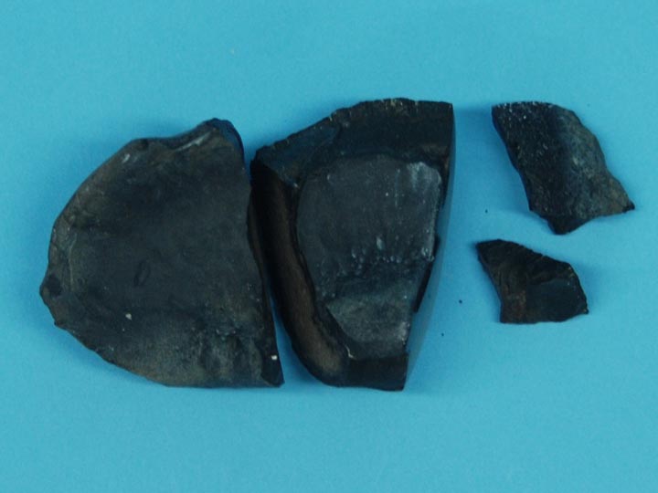 Fossil Whale Ear Bone: Gallery Item 