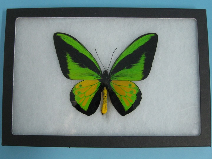 Framed Butterfly: Ornithoptera goliath: Gallery Item 