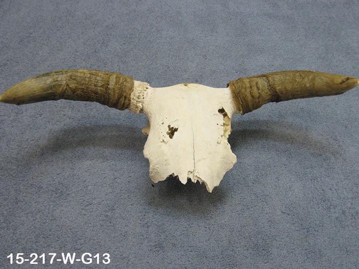 Weathered Steer Skull with Horns: Gallery Item 