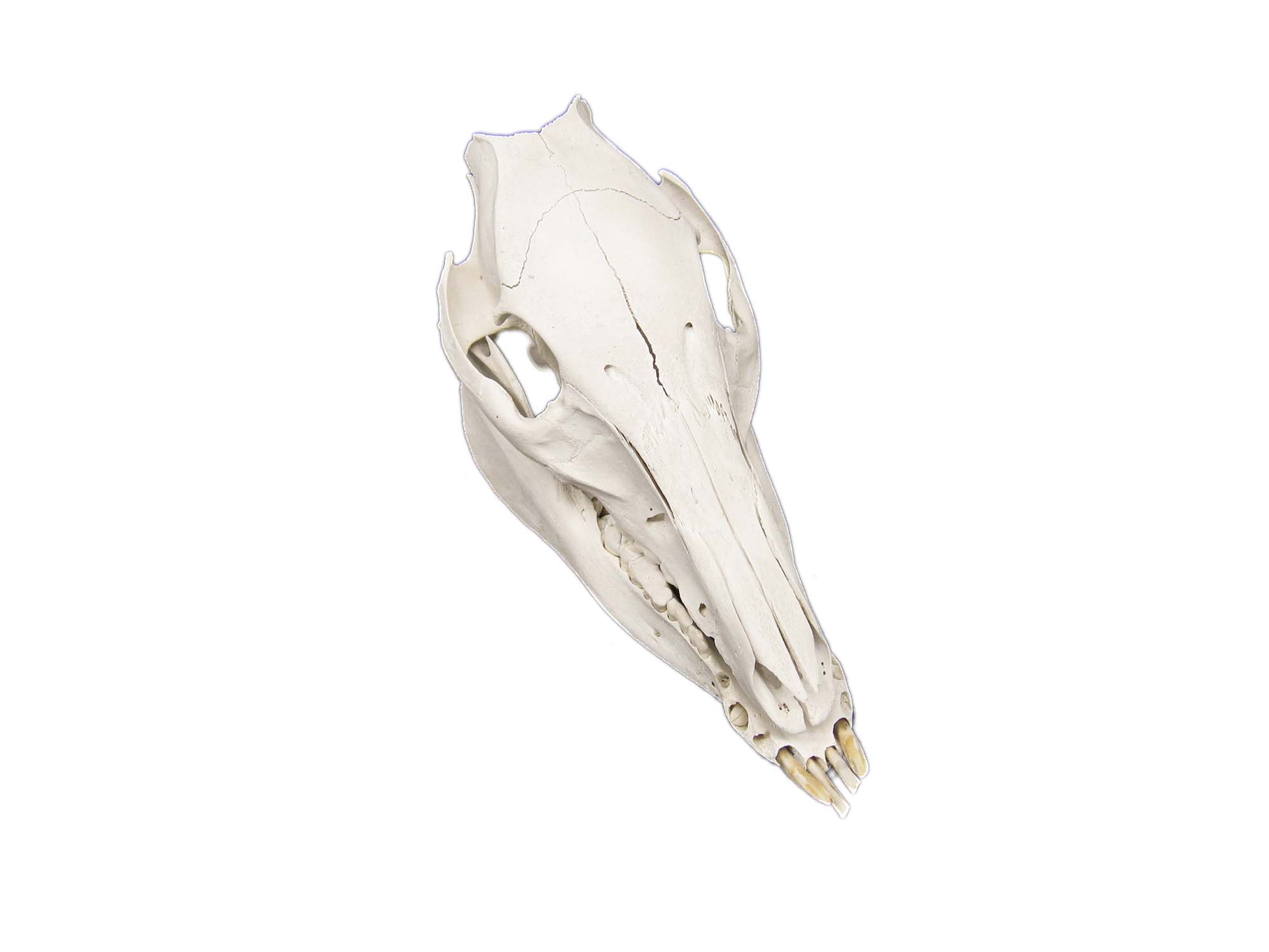 Wild Boar Skull with tusks: Gallery Item 