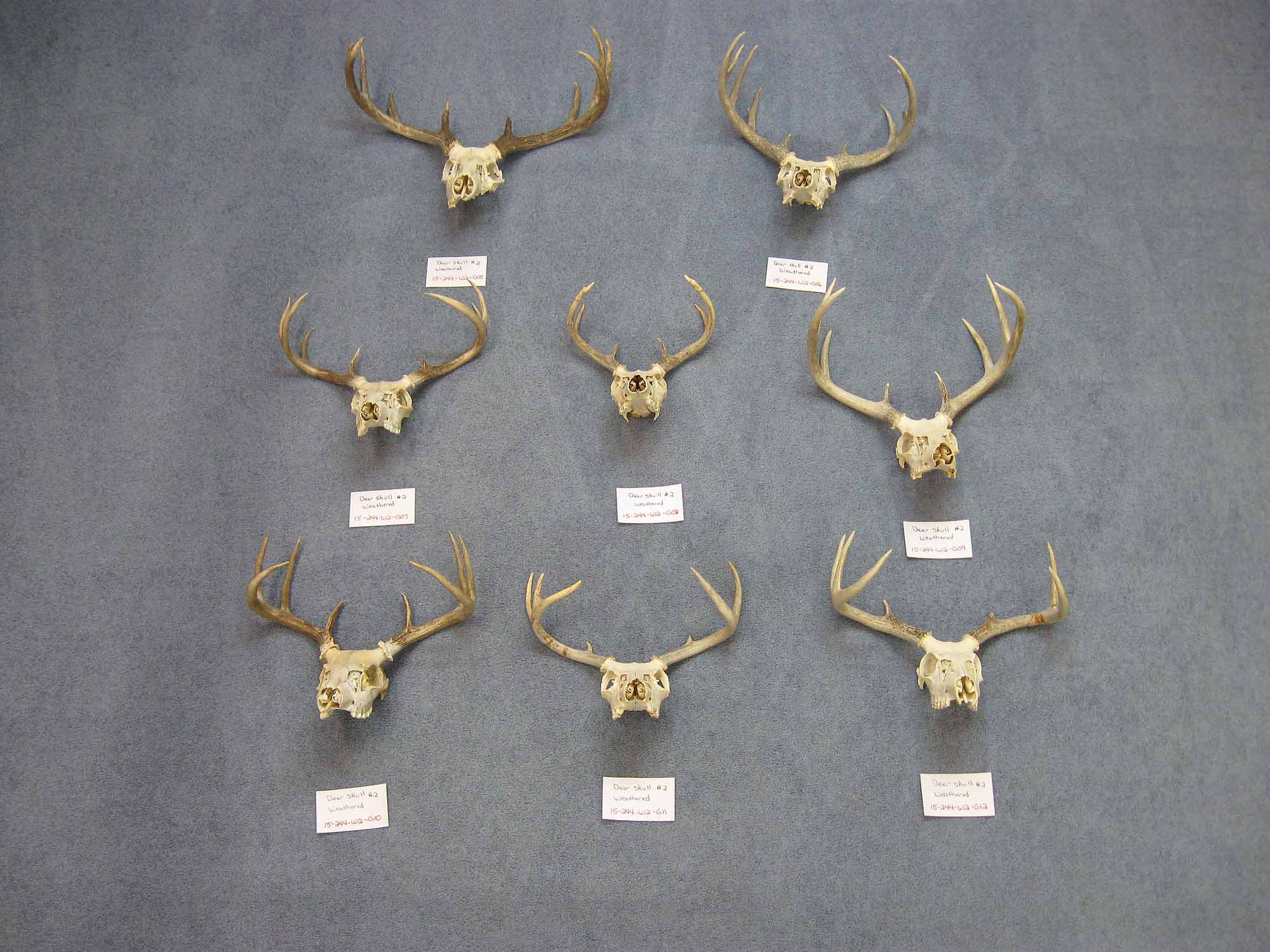 Weathered Deer Skull: #2: Gallery Item 