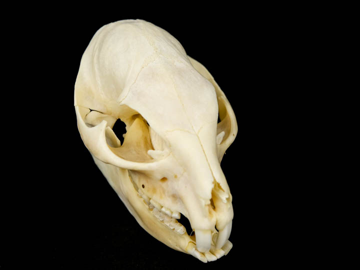 Rock Hyrax Skull: Gallery Item 