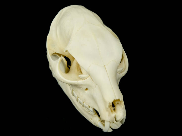 Rock Hyrax Skull: Gallery Item 