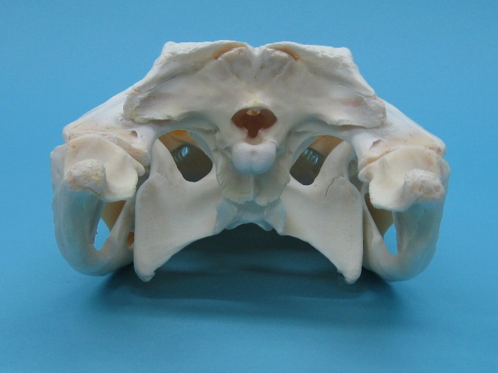 Alligator Skull: #1: Gallery Item - 15-4A14-G14 (YT)