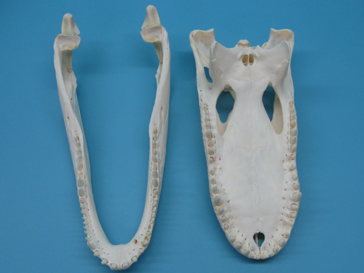 Alligator Skull: #1: Gallery Item - 15-4A14-G14 (YT)
