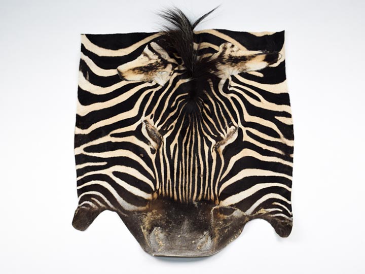 Zebra Face: Gallery Item 