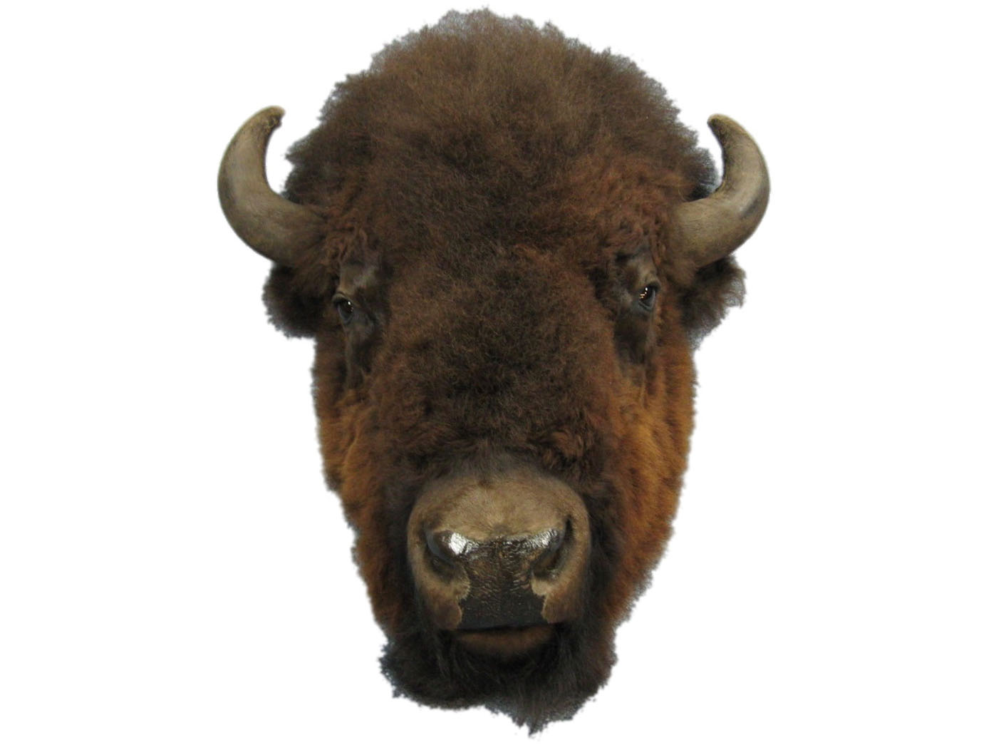 Buffalo Head Mount: Extra-Large: Gallery Item 