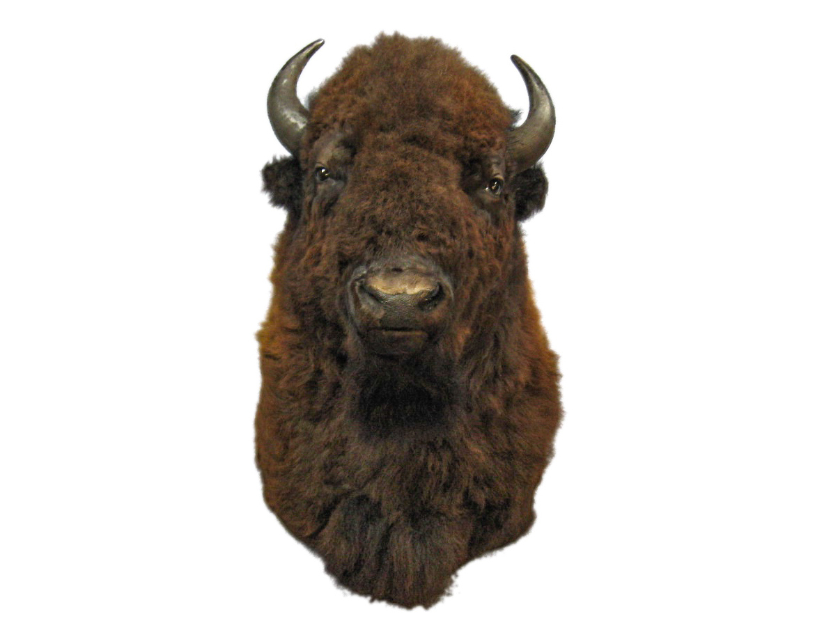 Buffalo Shoulder Mount: Gallery Item 