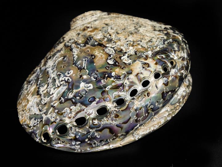 Polished African Abalone Shell: X-Large: Natural Color: Gallery Item 