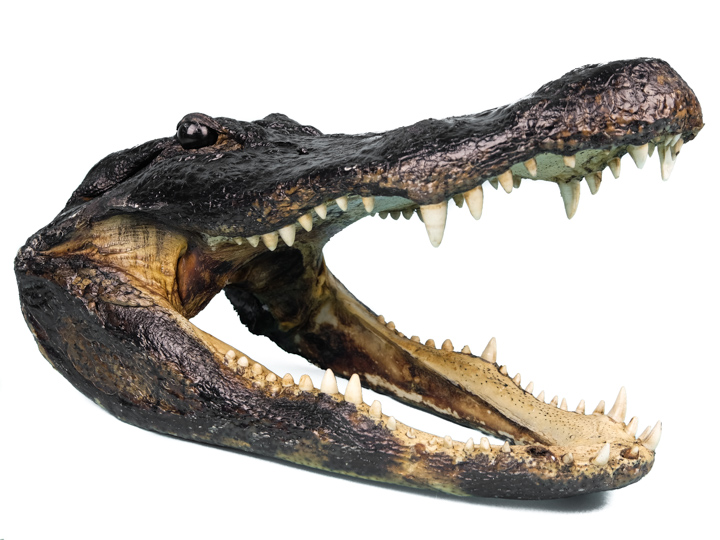 Alligator Head: 15-16": Gallery Item 
