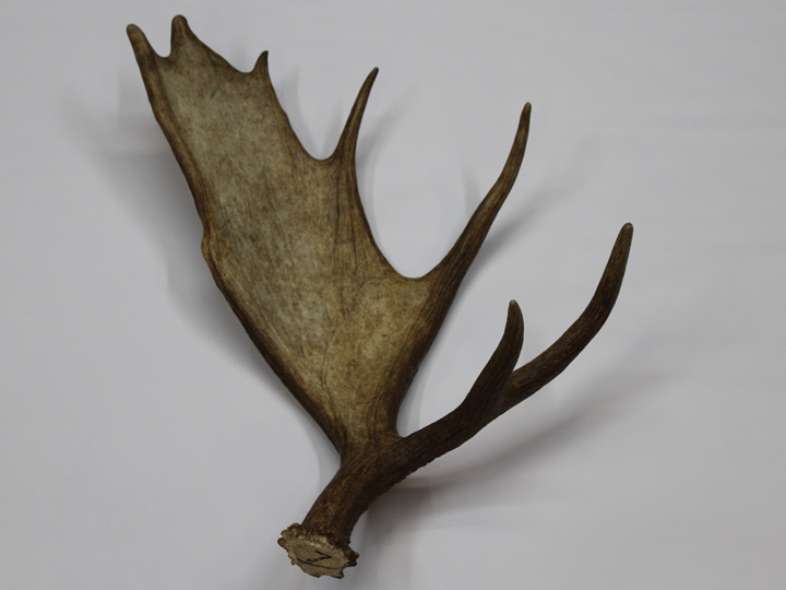 Whole Moose Antler Sheds: #1: Gallery Item 