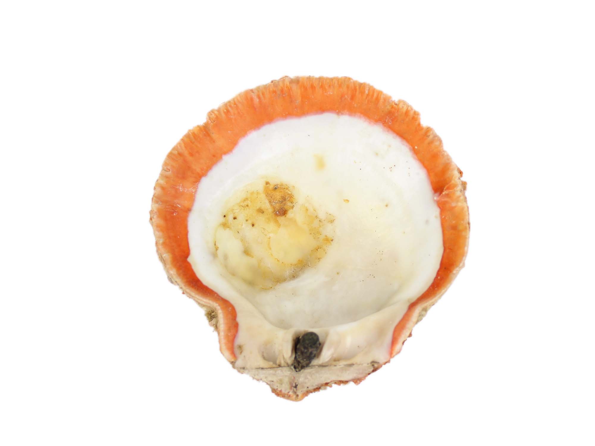 Spiny Oyster Shell: Red Orange #1: Gallery Item 