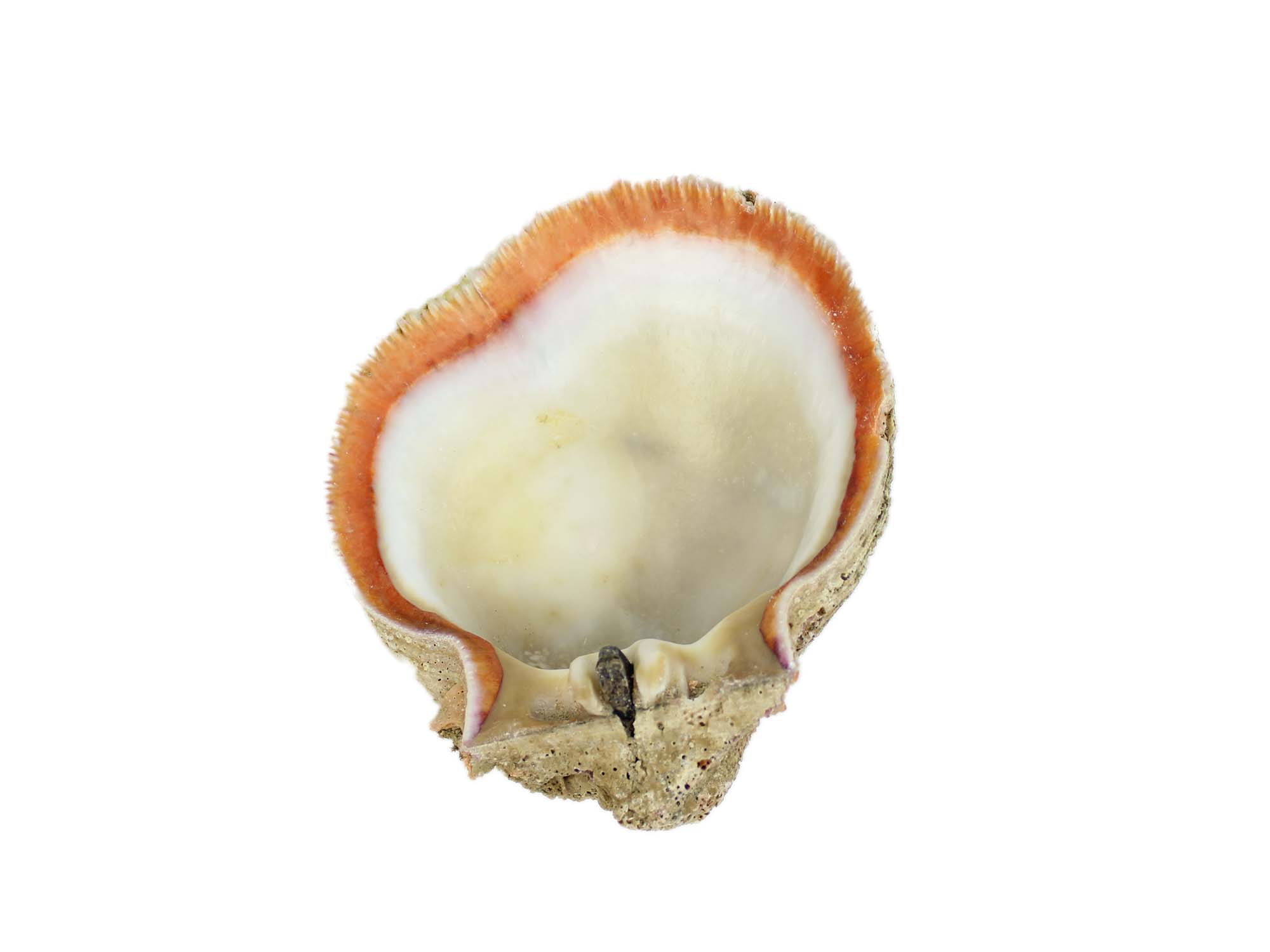 Spiny Oyster Shell: Red Orange #2: Gallery Item 