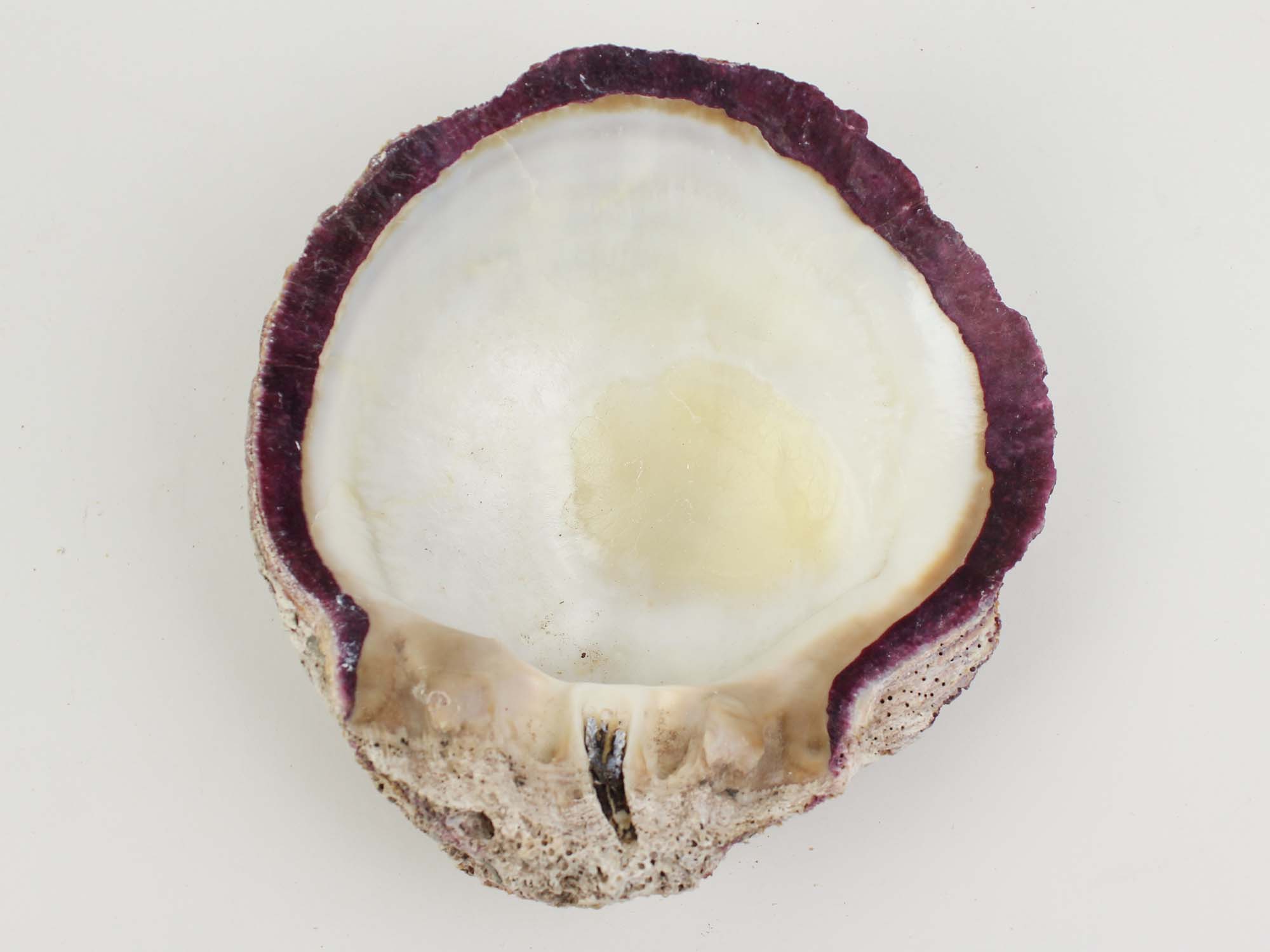 Spiny Oyster Shell: Purple #1: Gallery Item - 1086-21-G3266 (R9)