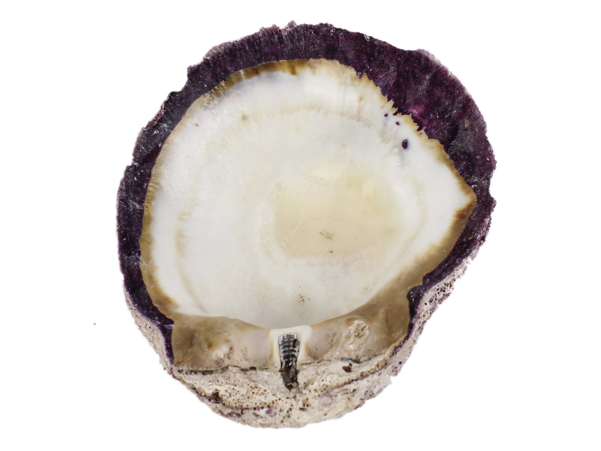 Spiny Oyster Shell: Purple #2: Gallery Item 